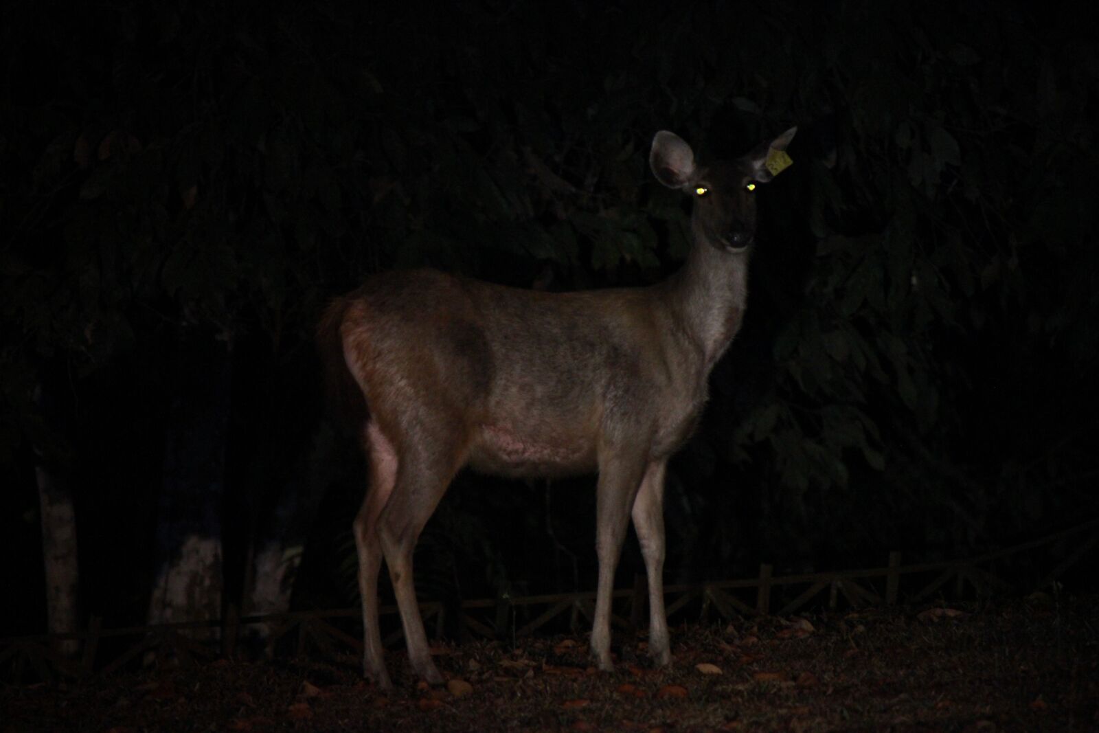 Canon EOS 550D (EOS Rebel T2i / EOS Kiss X4) sample photo. Wild deer, night, animal photography