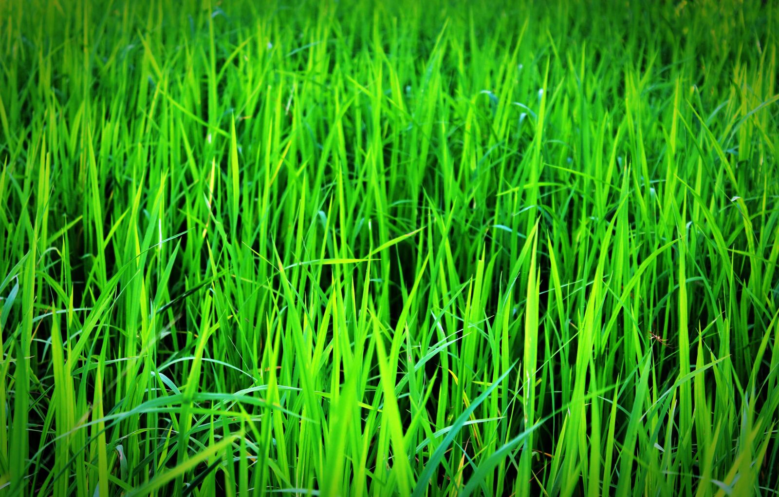 Canon EOS 650D (EOS Rebel T4i / EOS Kiss X6i) sample photo. Green, grass photography