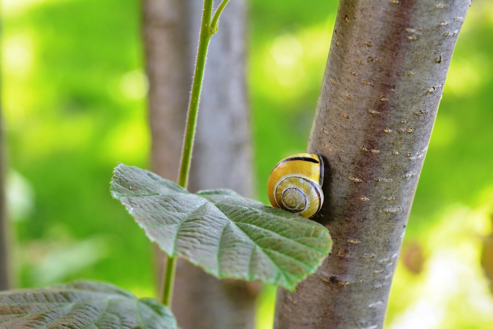 Nikon D5200 sample photo. Snail, seashell, shell photography