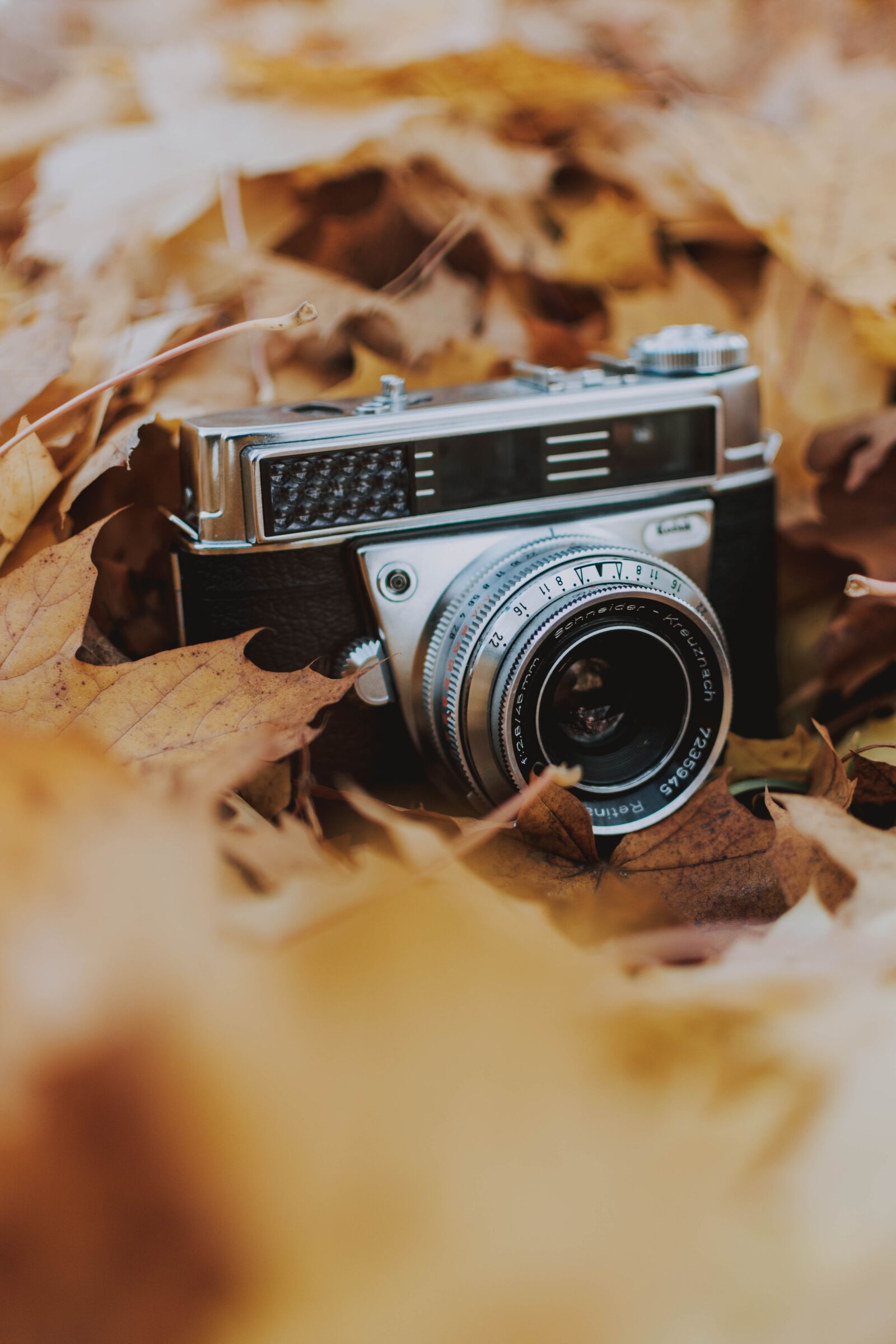 Nikon D5200 sample photo. Camera, leaves, nature photography