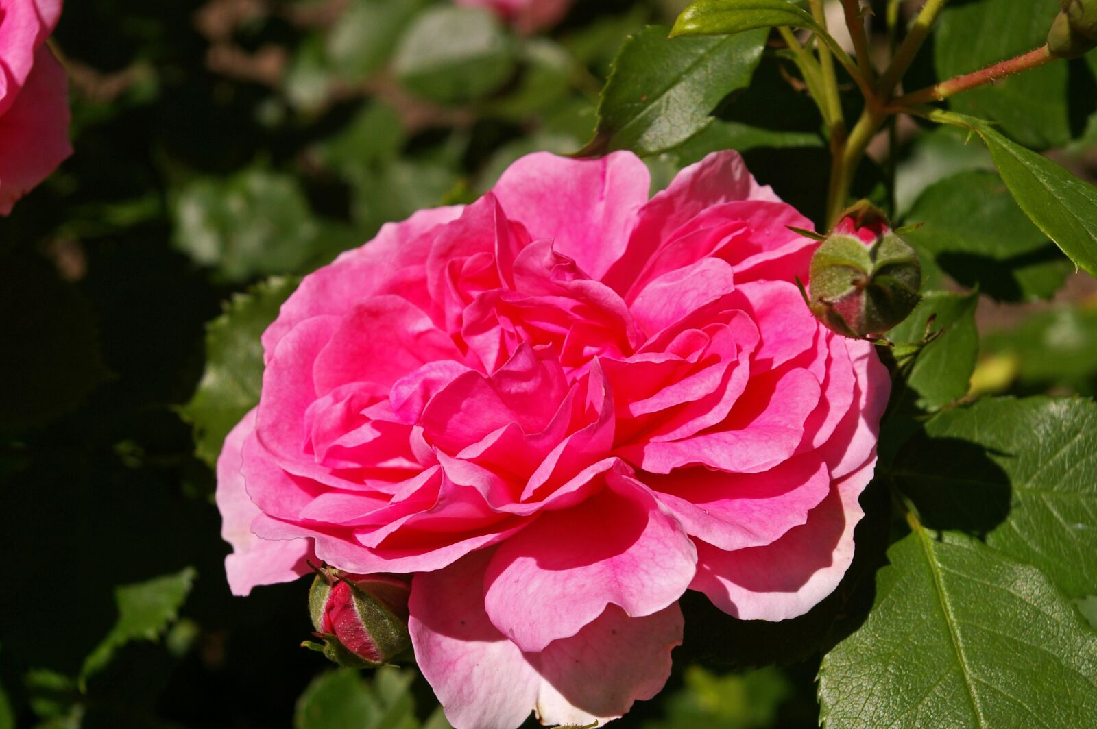 Pentax *ist DL2 sample photo. Rose, pink rose, scented photography