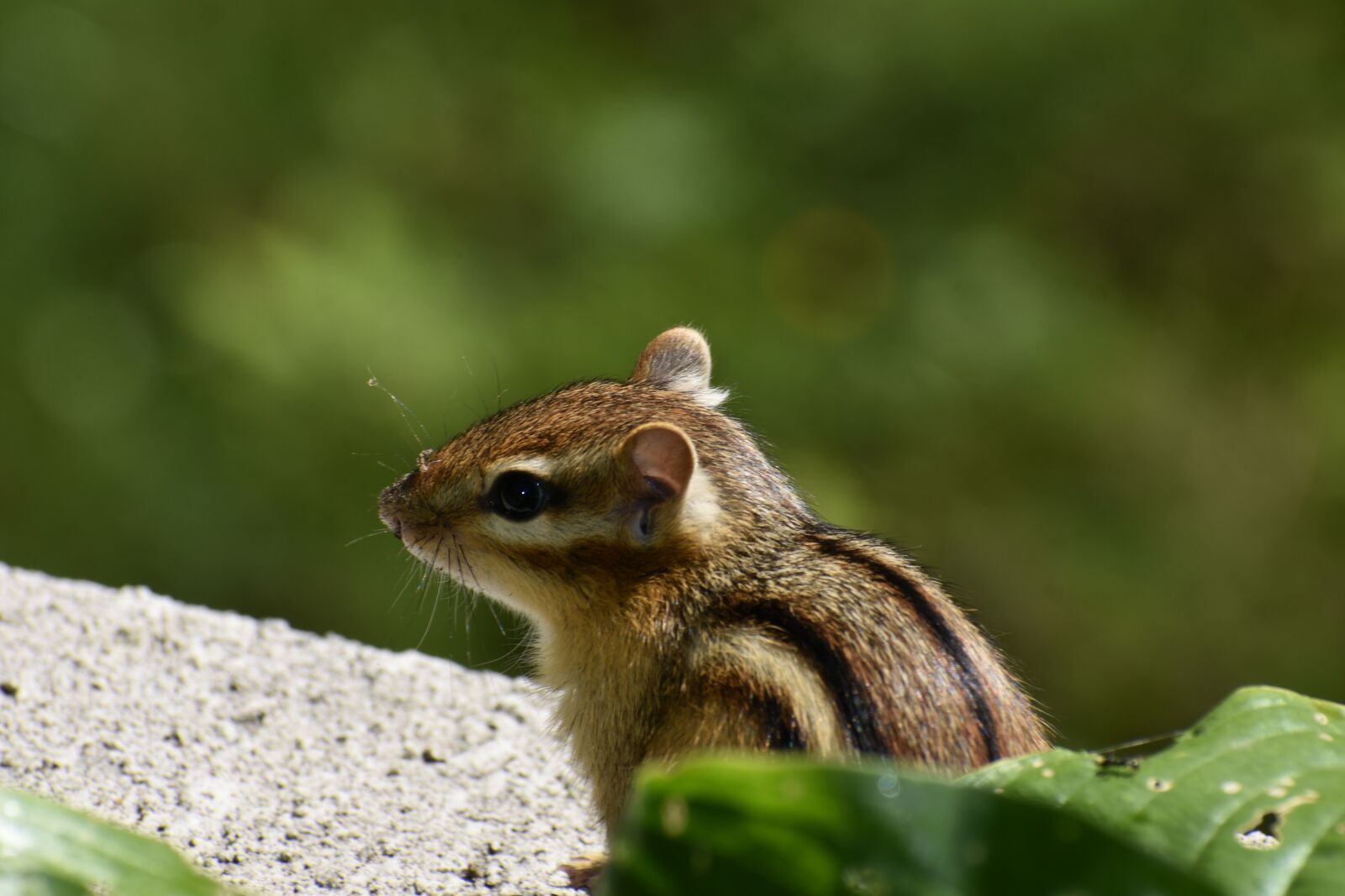 Nikon D3400 sample photo. Chipmunk striped, small animal photography