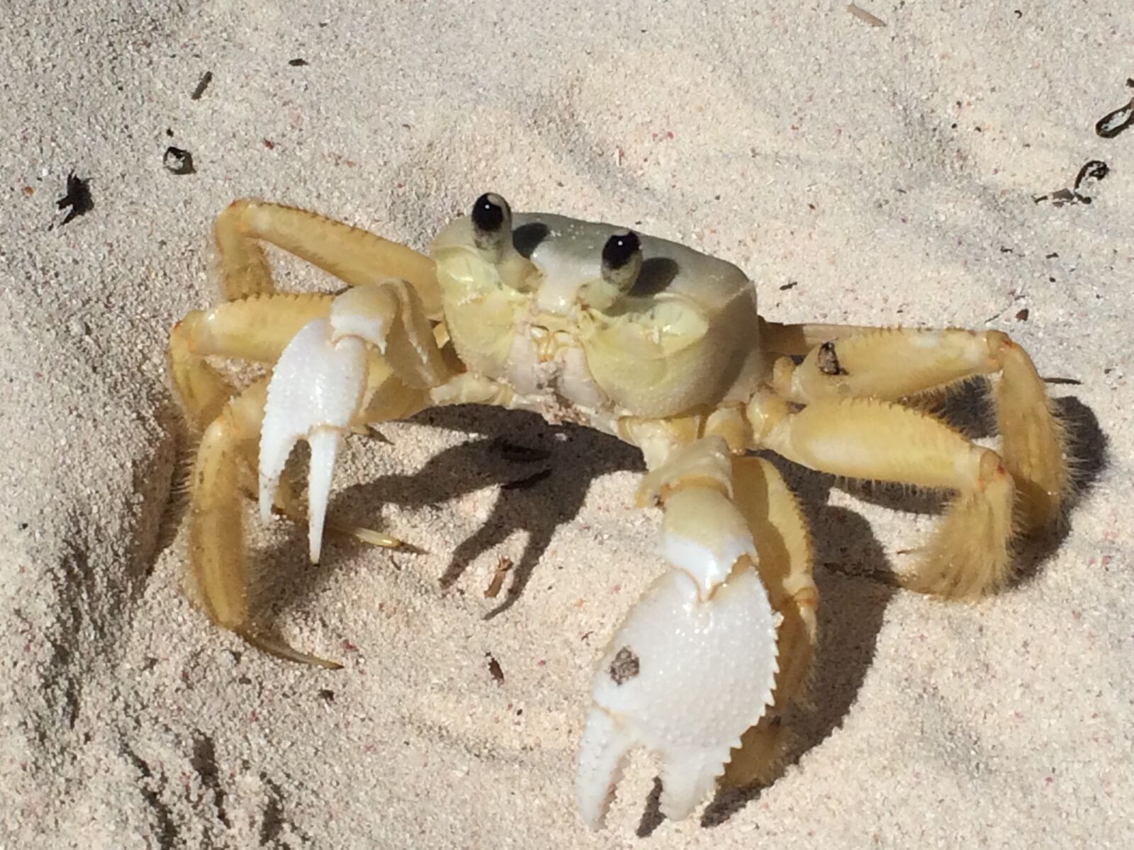 Apple iPhone 5s + iPhone 5s back camera 4.15mm f/2.2 sample photo. Crab, sea, animals photography