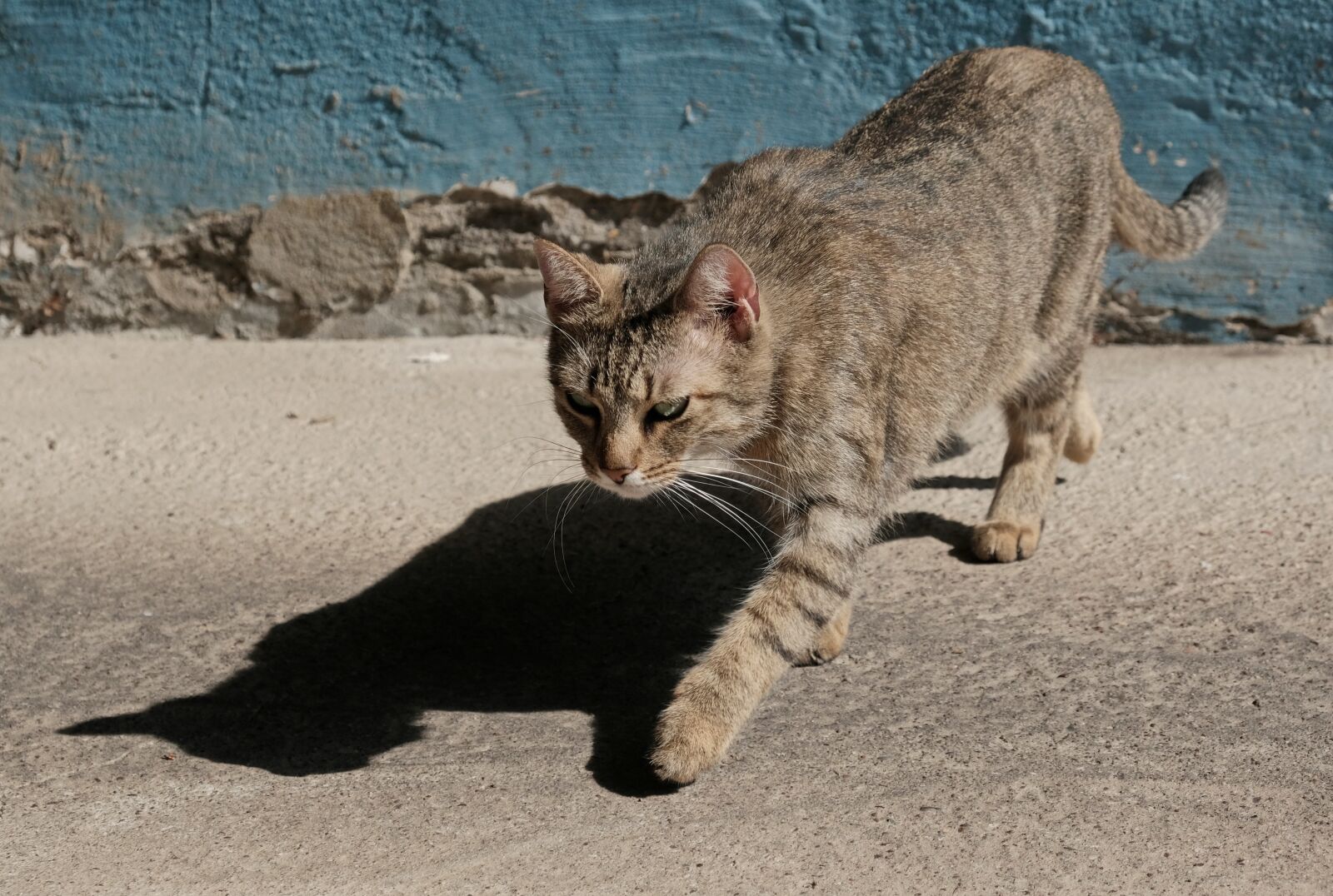 Fujifilm X-T3 sample photo. Cat, foray, shadow photography