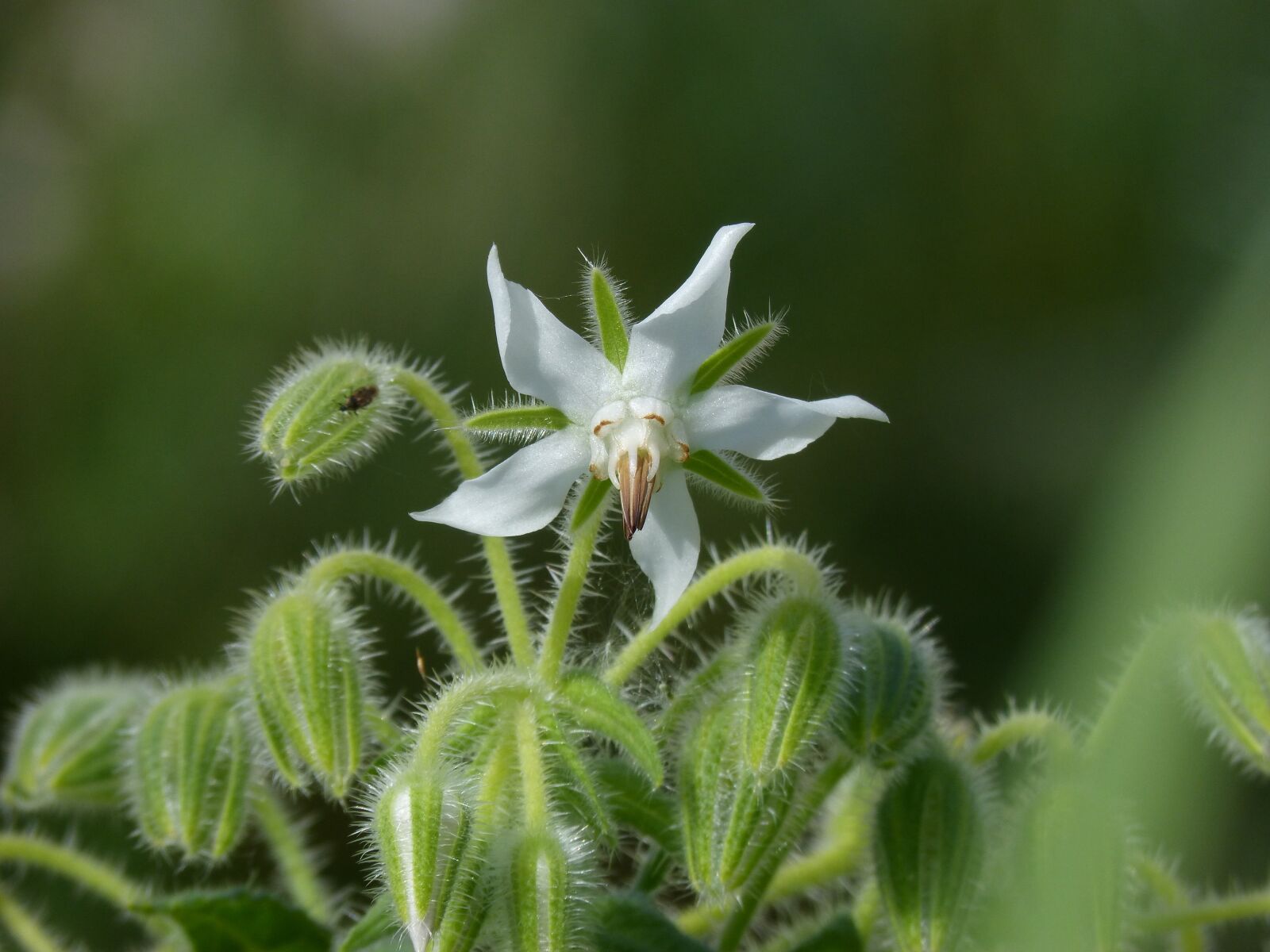 Panasonic DMC-FZ62 sample photo. Borago officinalis, borage, wild photography