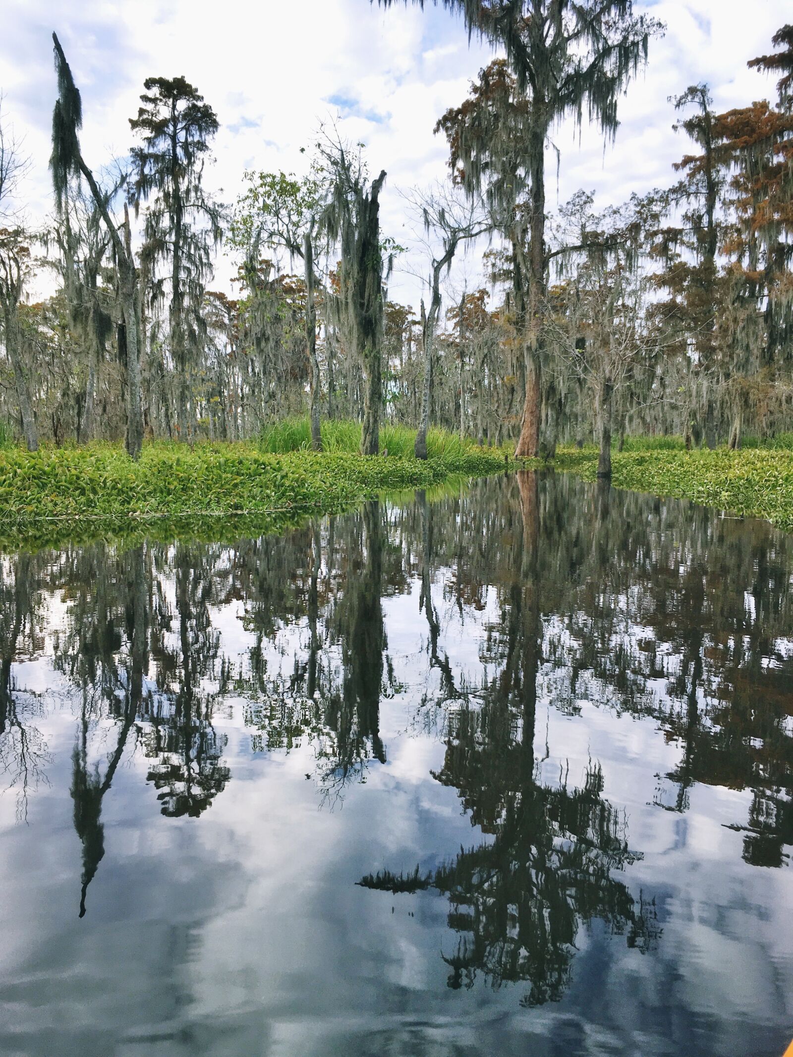 iPhone SE back camera 4.15mm f/2.2 sample photo. Nola, wetland, tree photography