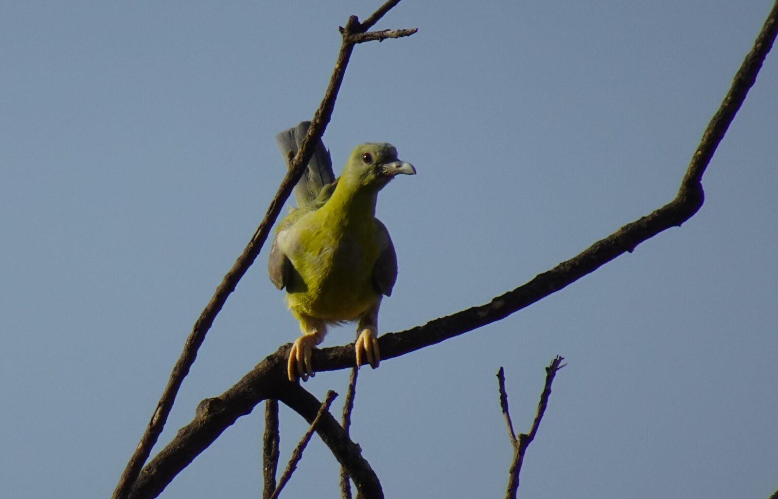 Sony DSC-WX800 sample photo. Bird, pigeon, chick photography