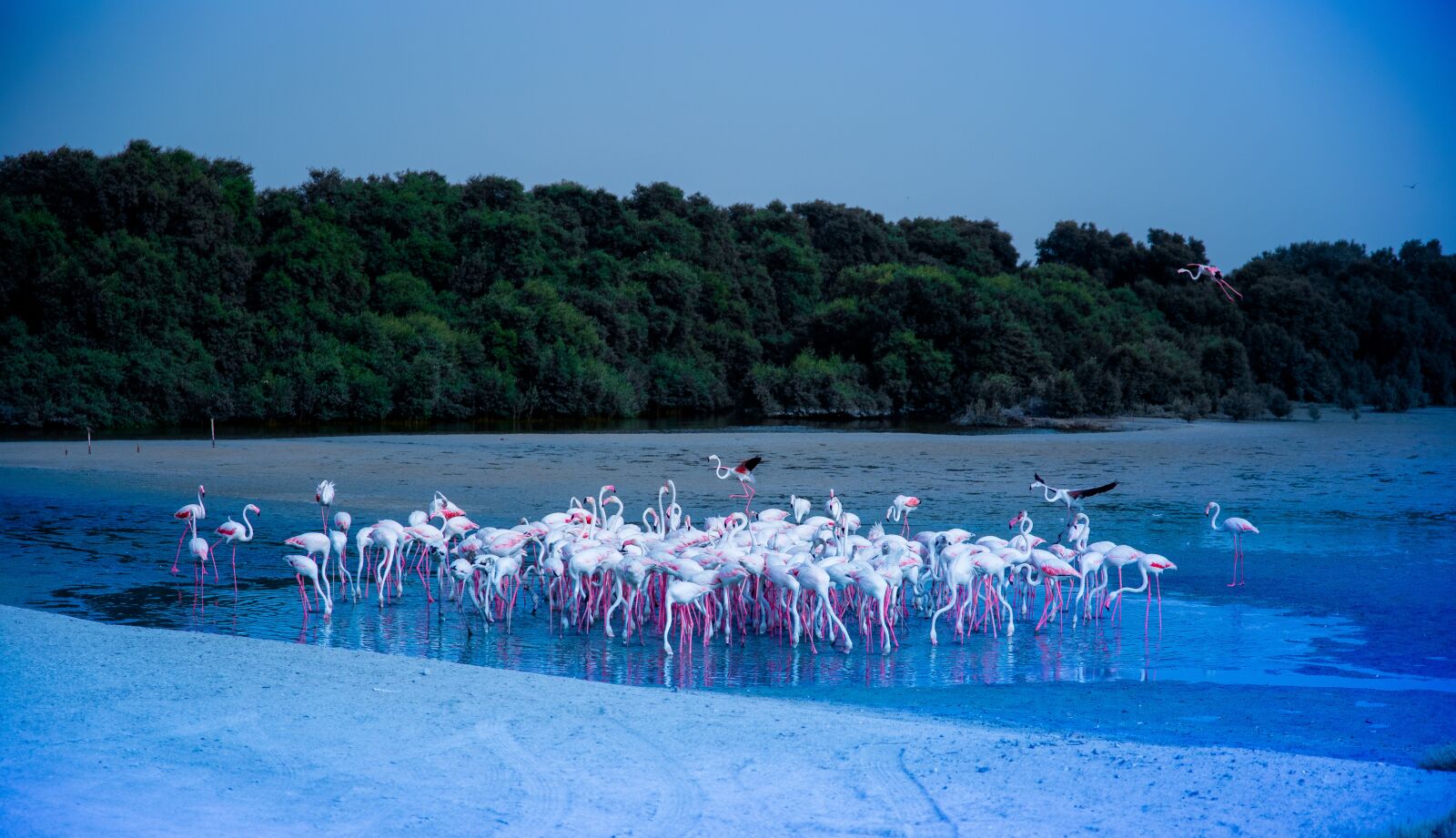Canon 24-70mm F2.8 DG OS HSM | Art 017 sample photo. Rasalkhor, flamingo, dubai photography