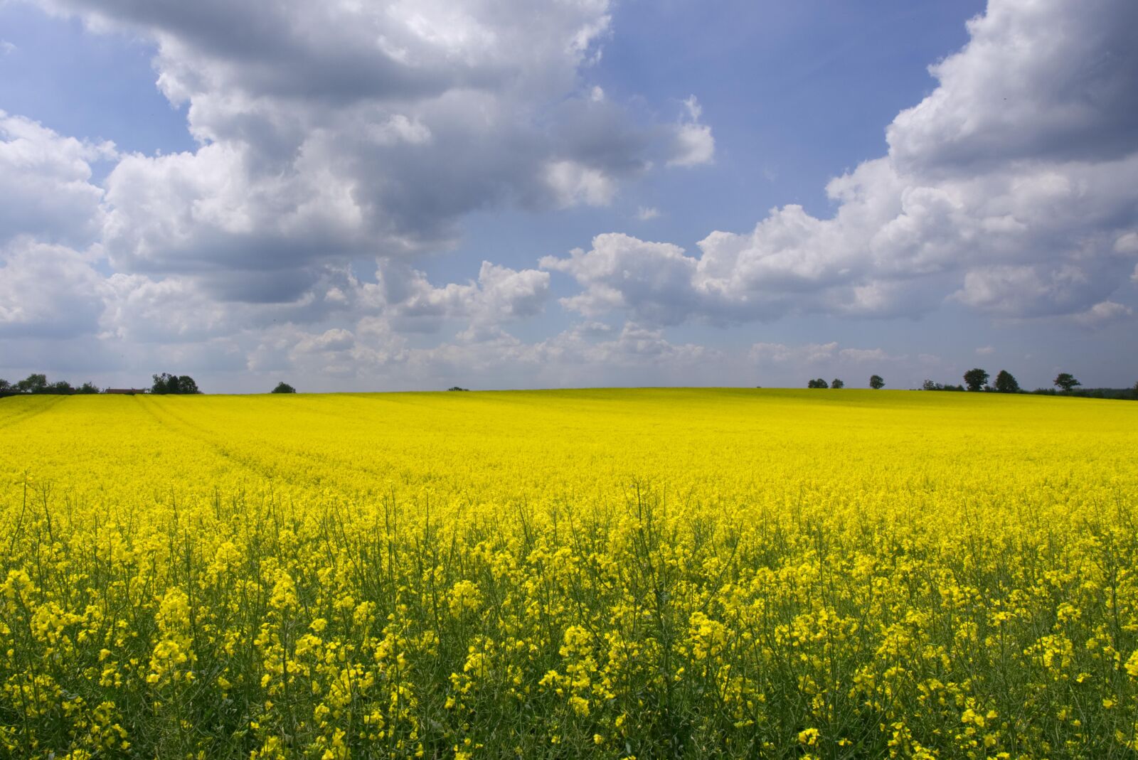 Sony a6000 + Sigma 16mm F1.4 DC DN | C sample photo. Oilseed rape, field of photography