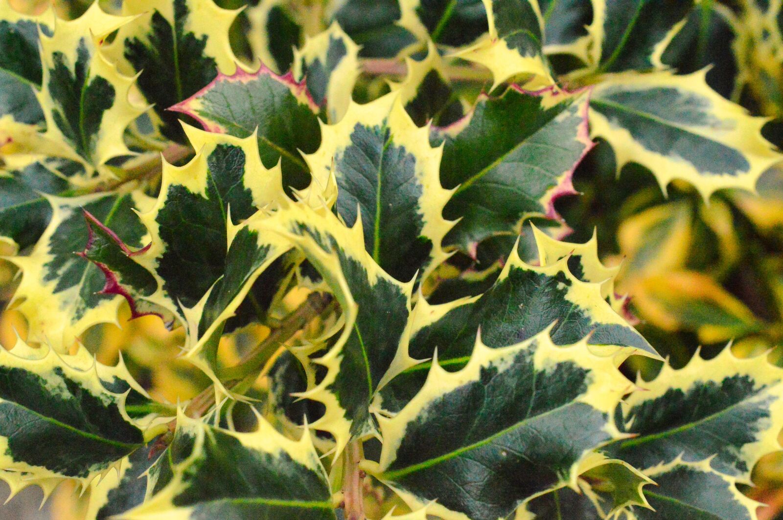 Nikon D3200 sample photo. Leaves, botany, foliage photography