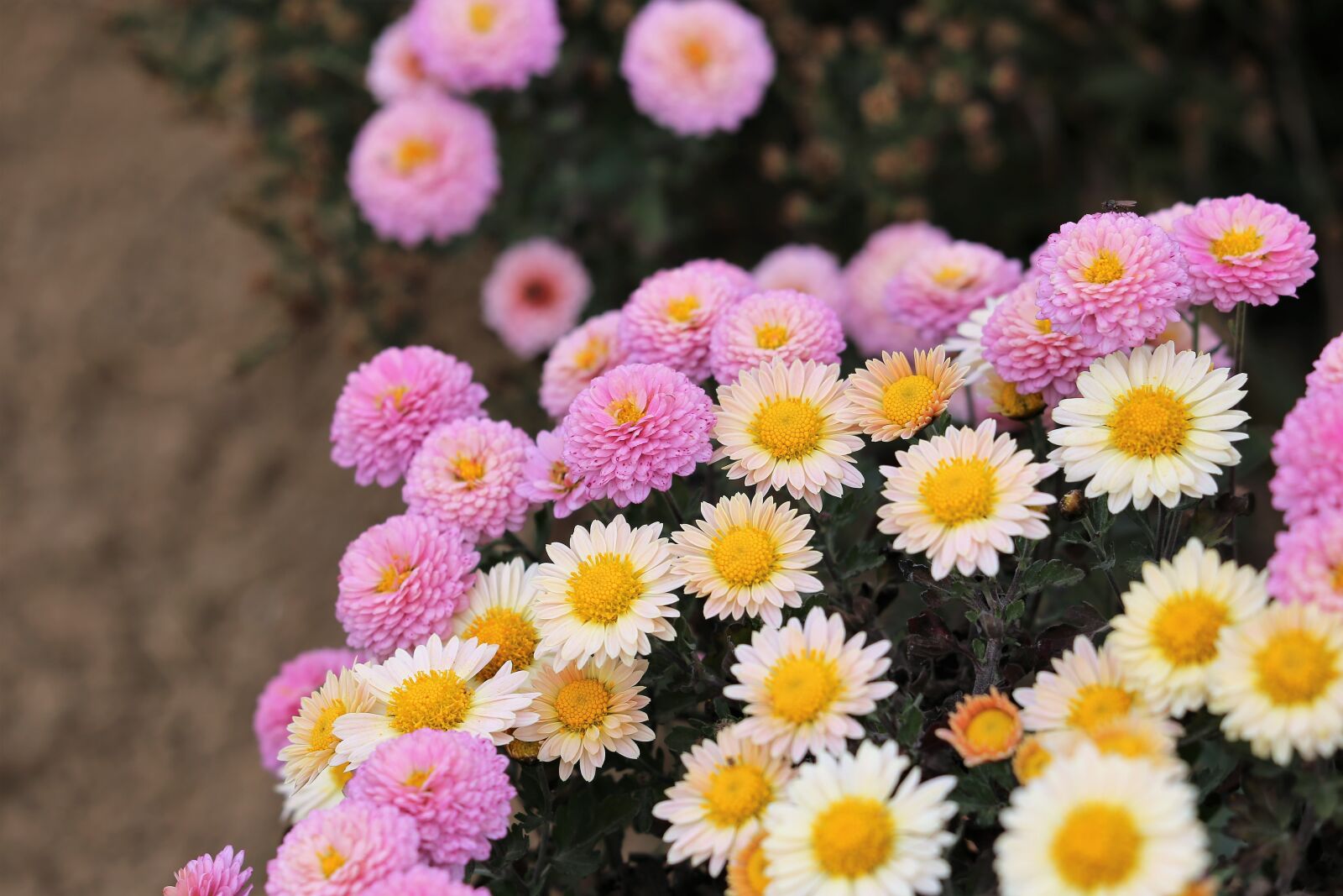 Canon EF 70-300 F4-5.6 IS II USM sample photo. Pink chrysanthemum and margarita photography