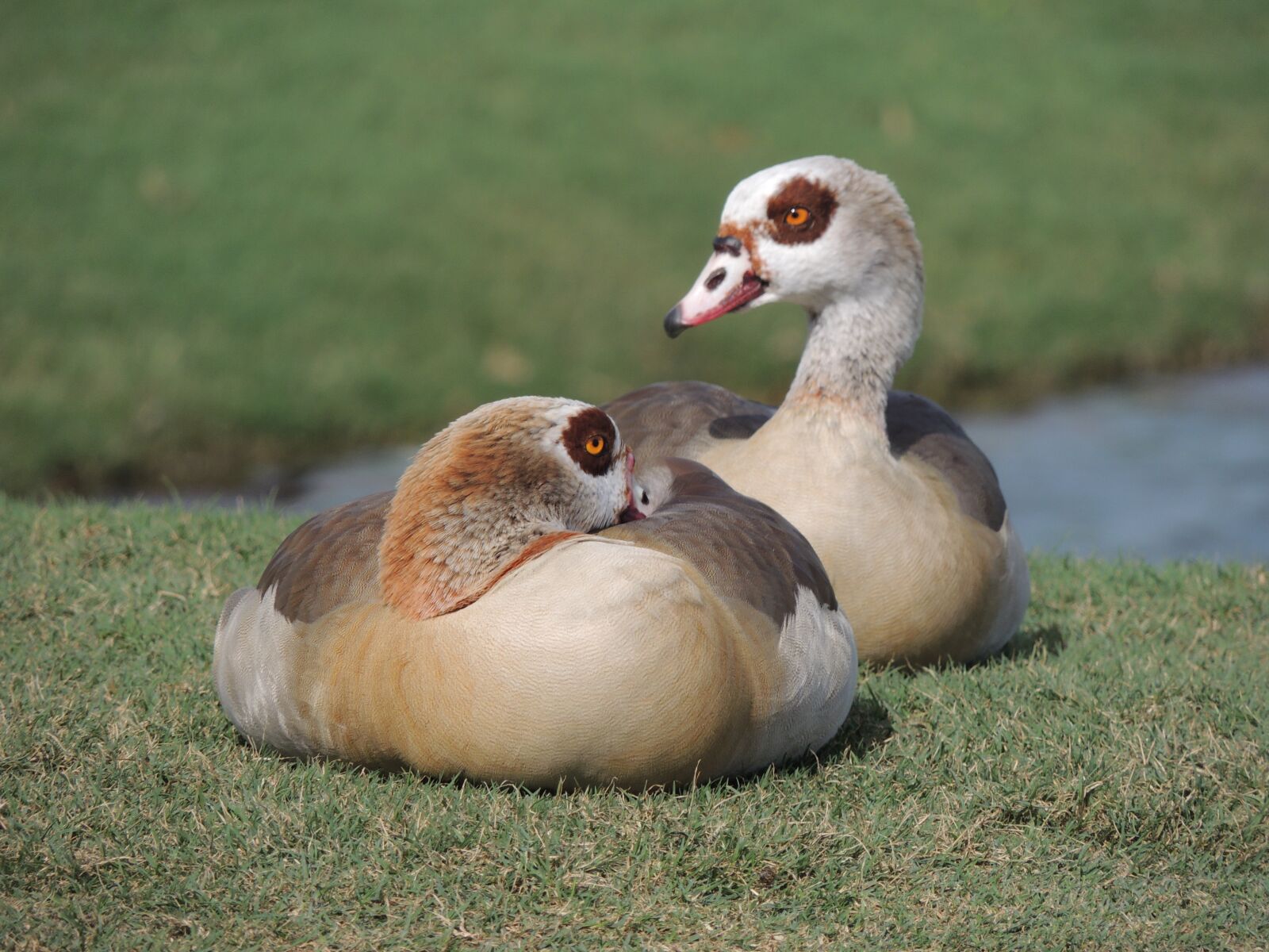 Nikon Coolpix P510 sample photo. Ducks, wild life, nature photography