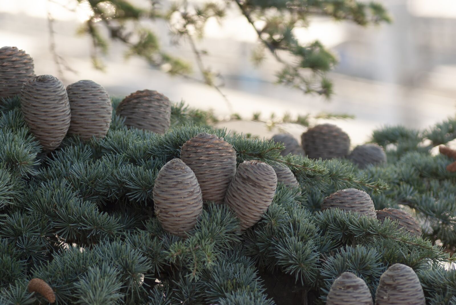 Sony Alpha DSLR-A100 sample photo. Spruce, pine cone, new photography