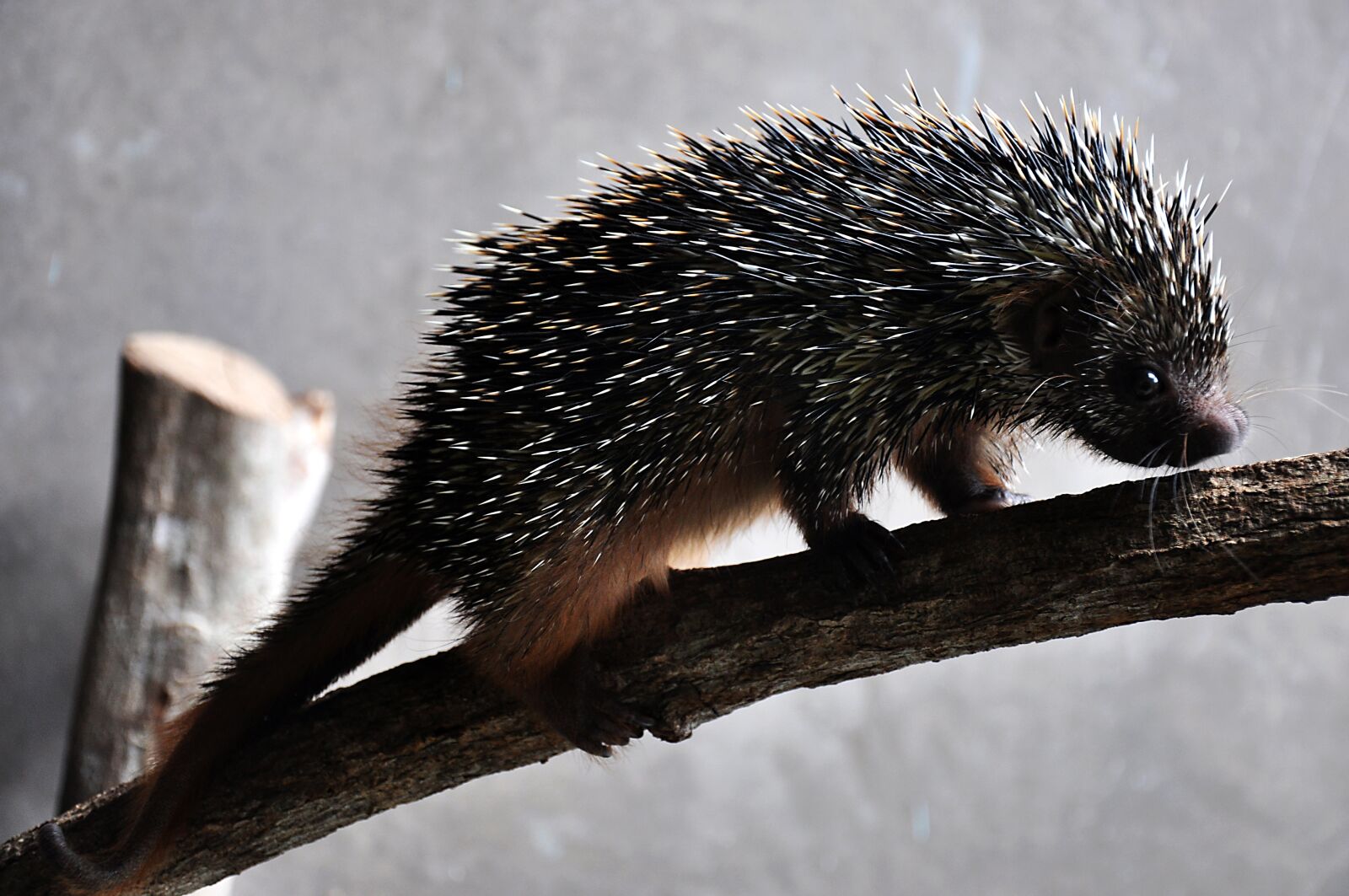Nikon D90 sample photo. Nature, fauna, animal photography