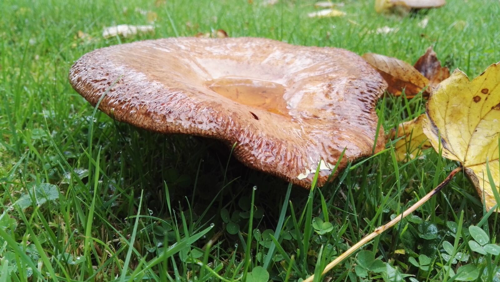 HUAWEI GRA-L09 sample photo. Mushroom, meadow, autumn photography