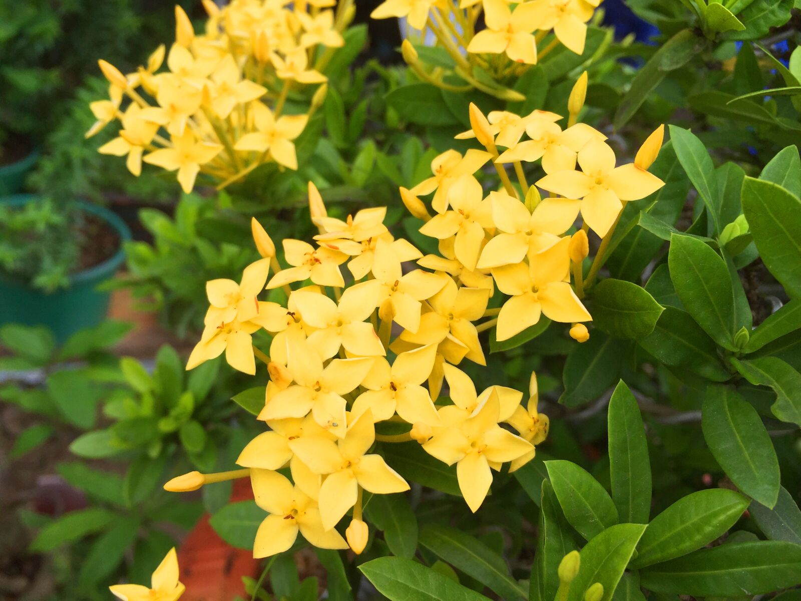iPhone 6 back camera 4.15mm f/2.2 sample photo. Yellow, flower, nature photography