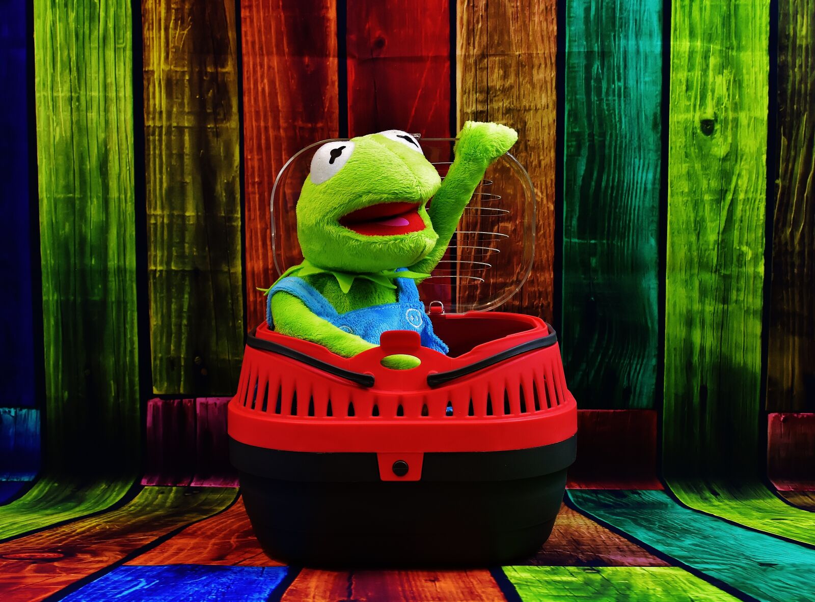 Nikon D7200 sample photo. Kermit, pet, transport box photography