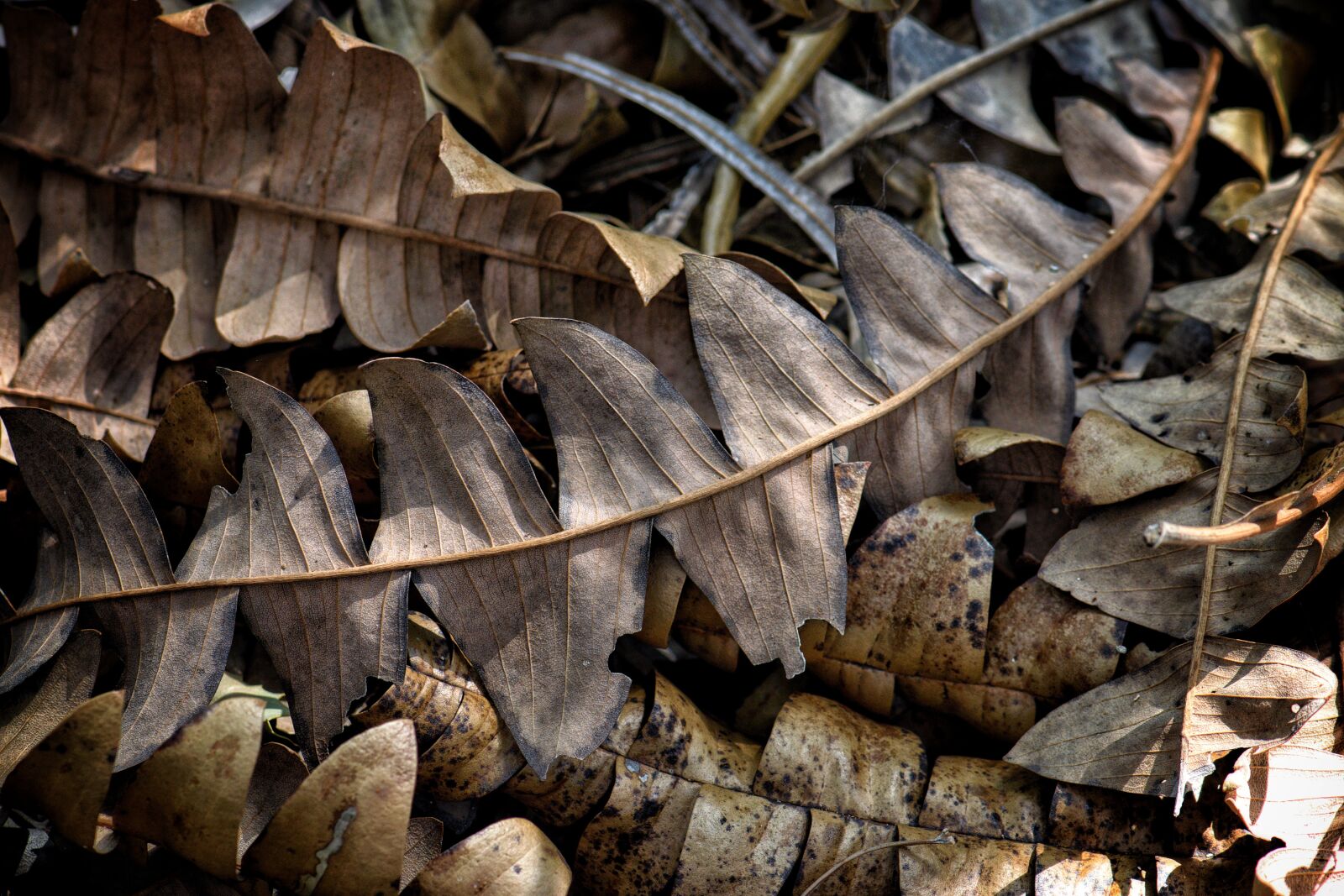 Nikon D3300 sample photo. Leaves, ground, banksia photography