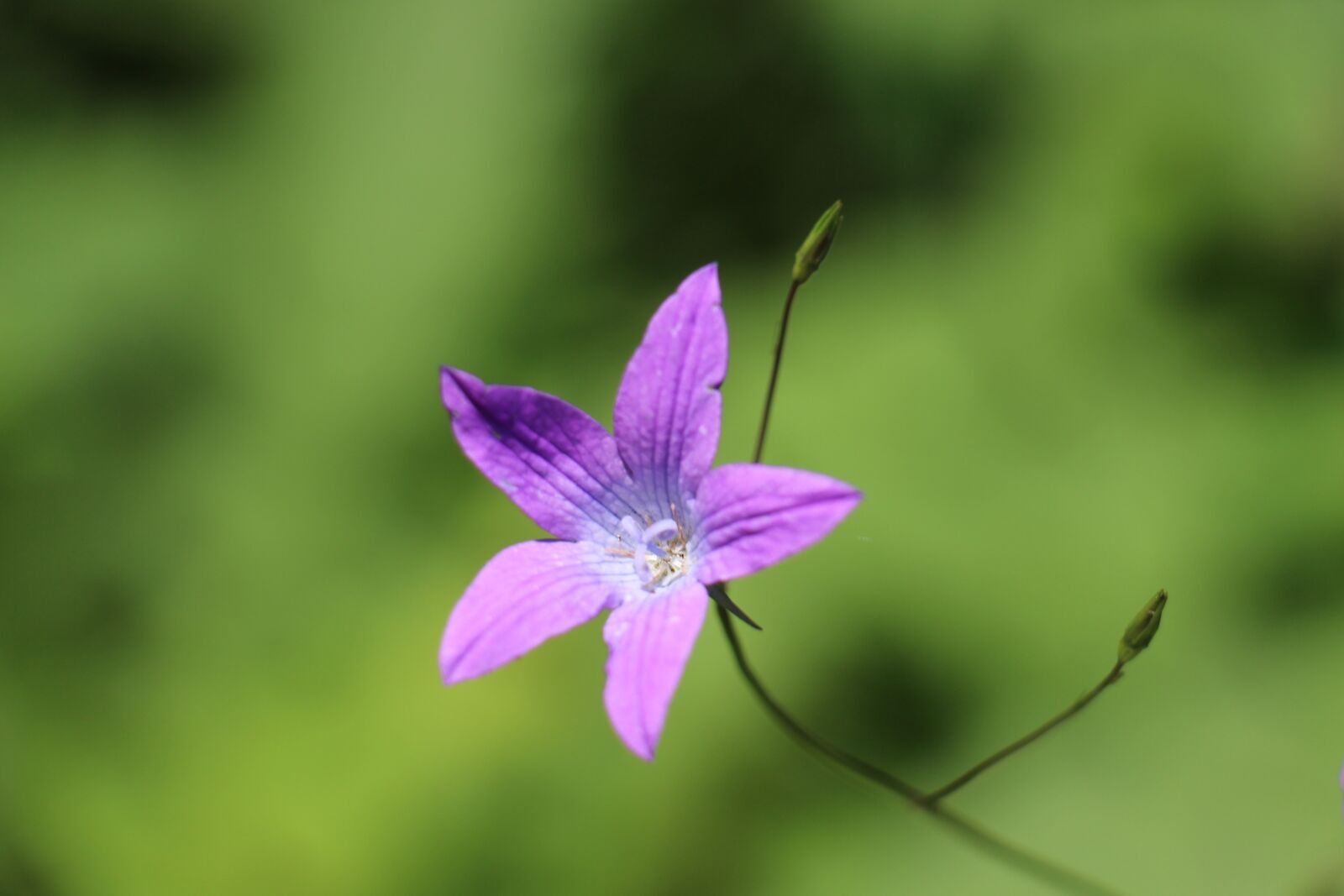 Canon EOS 700D (EOS Rebel T5i / EOS Kiss X7i) sample photo. Nature, plant, flower photography