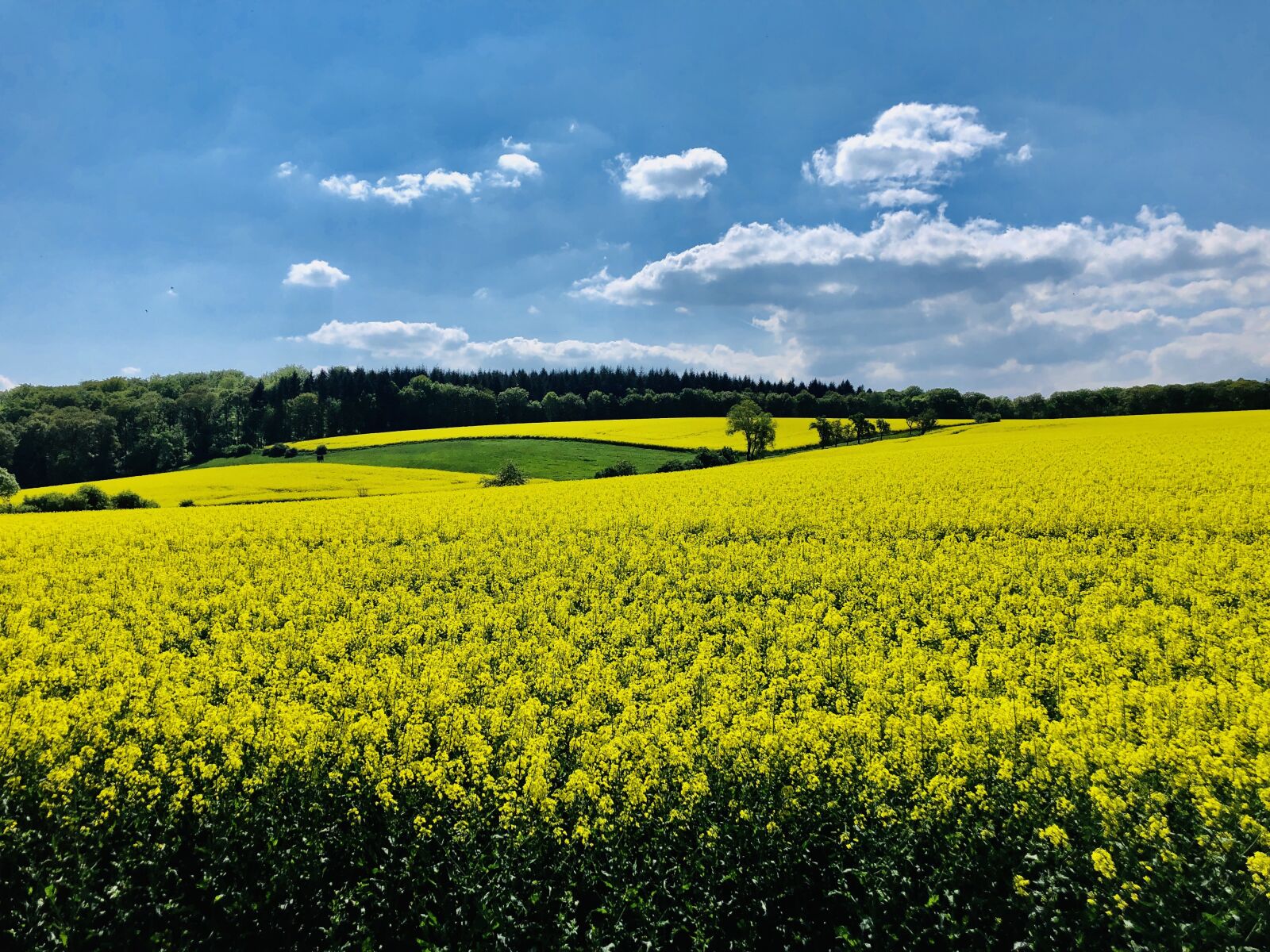 iPhone 8 back camera 3.99mm f/1.8 sample photo. Rheingau, landscape, nature photography