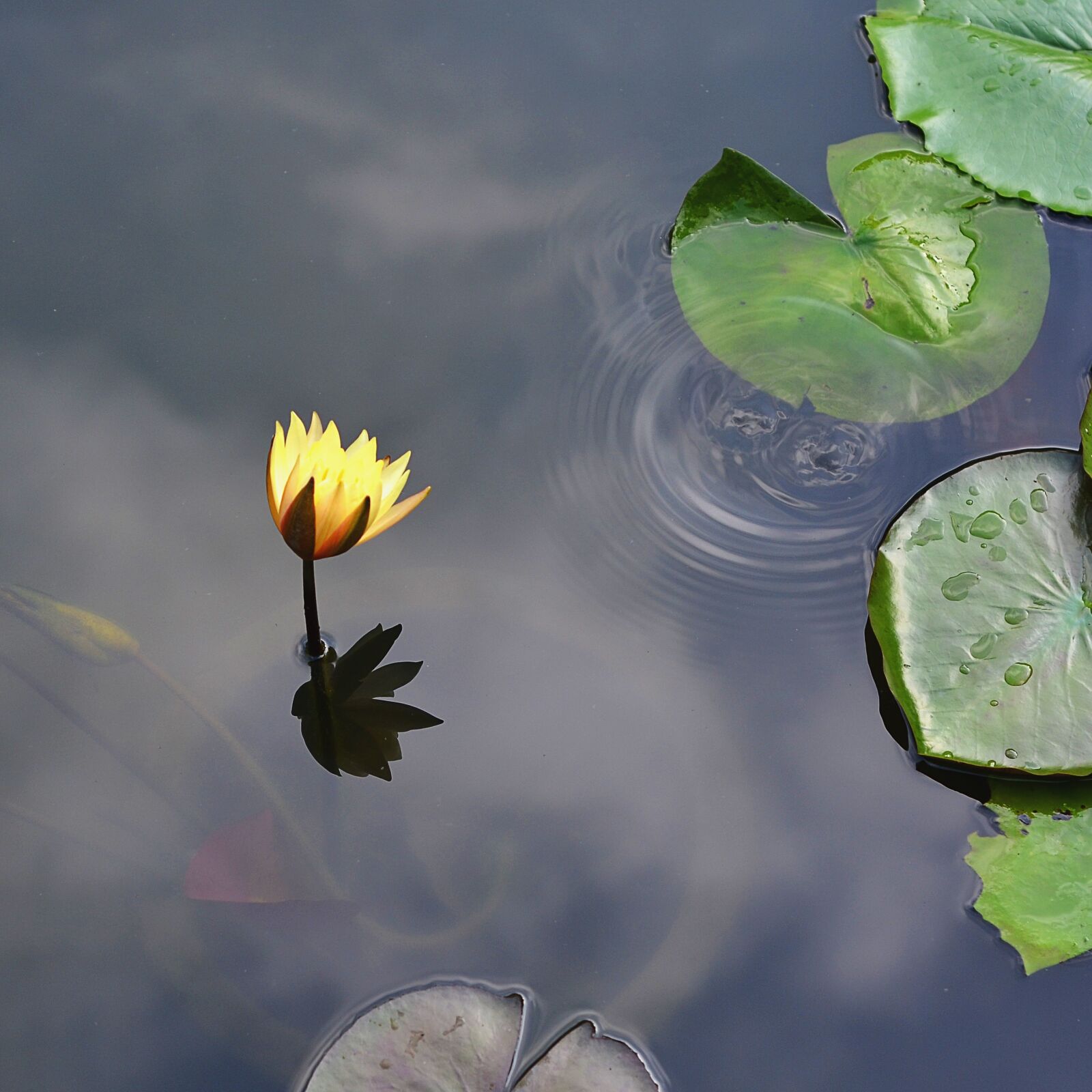 Nikon D7000 sample photo. Lily, gun cotton, lake photography