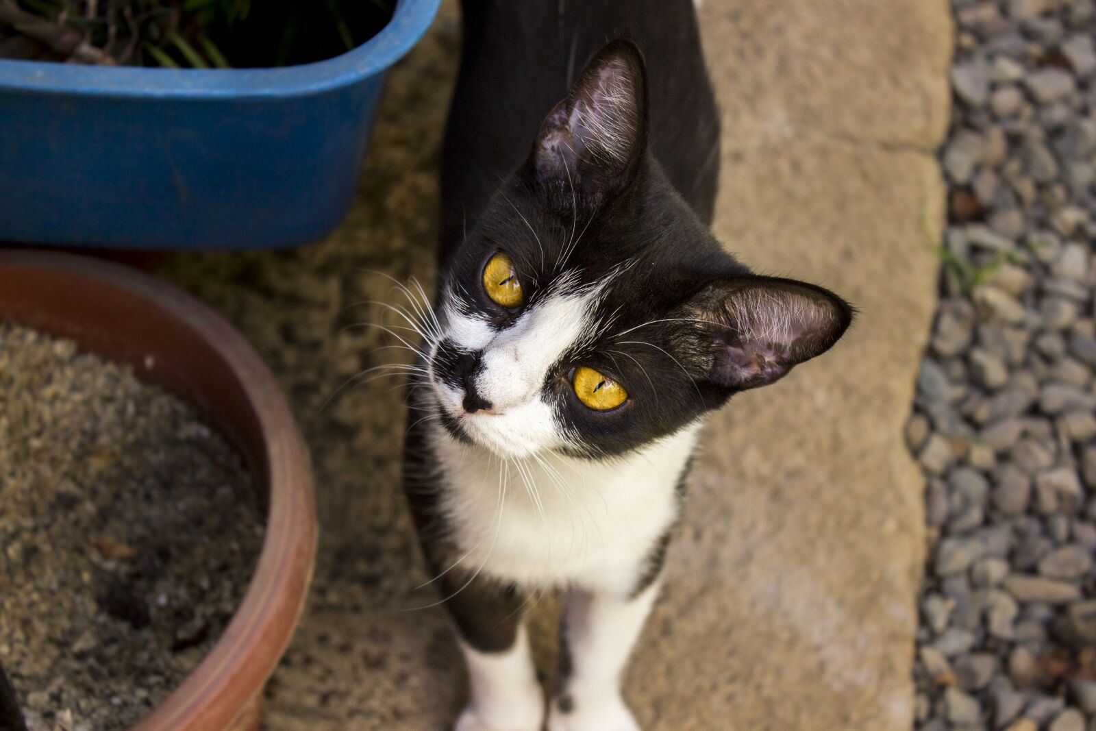 Canon EOS 600D (Rebel EOS T3i / EOS Kiss X5) sample photo. Cat, cats, animals photography