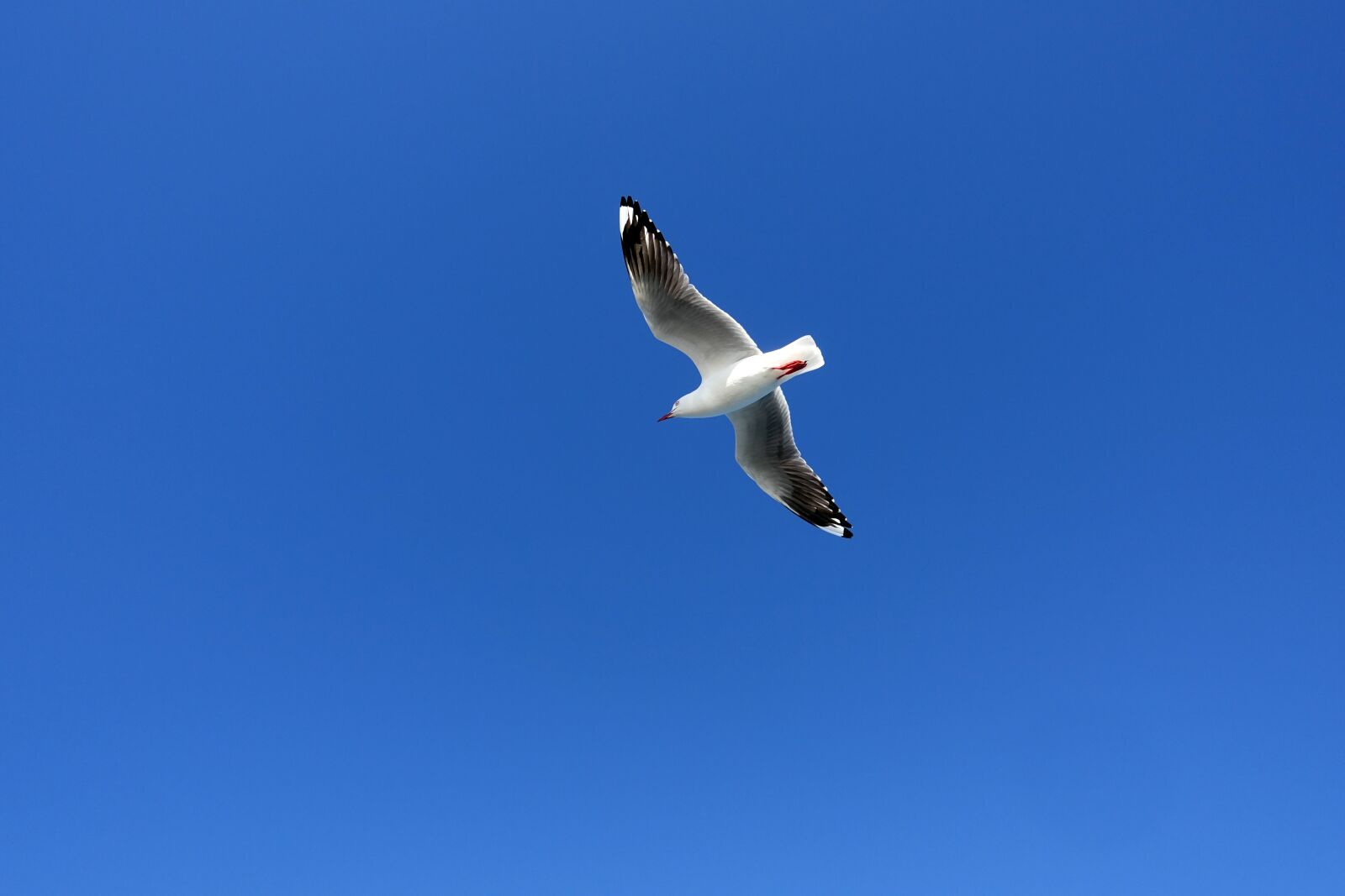 Sony Cyber-shot DSC-RX100 IV sample photo. Seagull, birds, wing photography