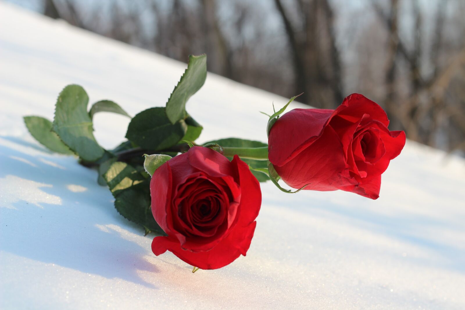 Canon EOS 600D (Rebel EOS T3i / EOS Kiss X5) + Canon EF 50mm F1.8 II sample photo. Two red roses in photography