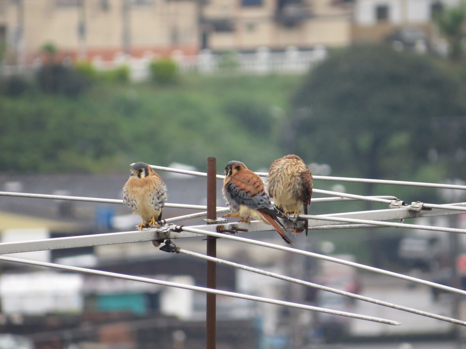Canon PowerShot SX50 HS sample photo. Birds, fauna, nature photography