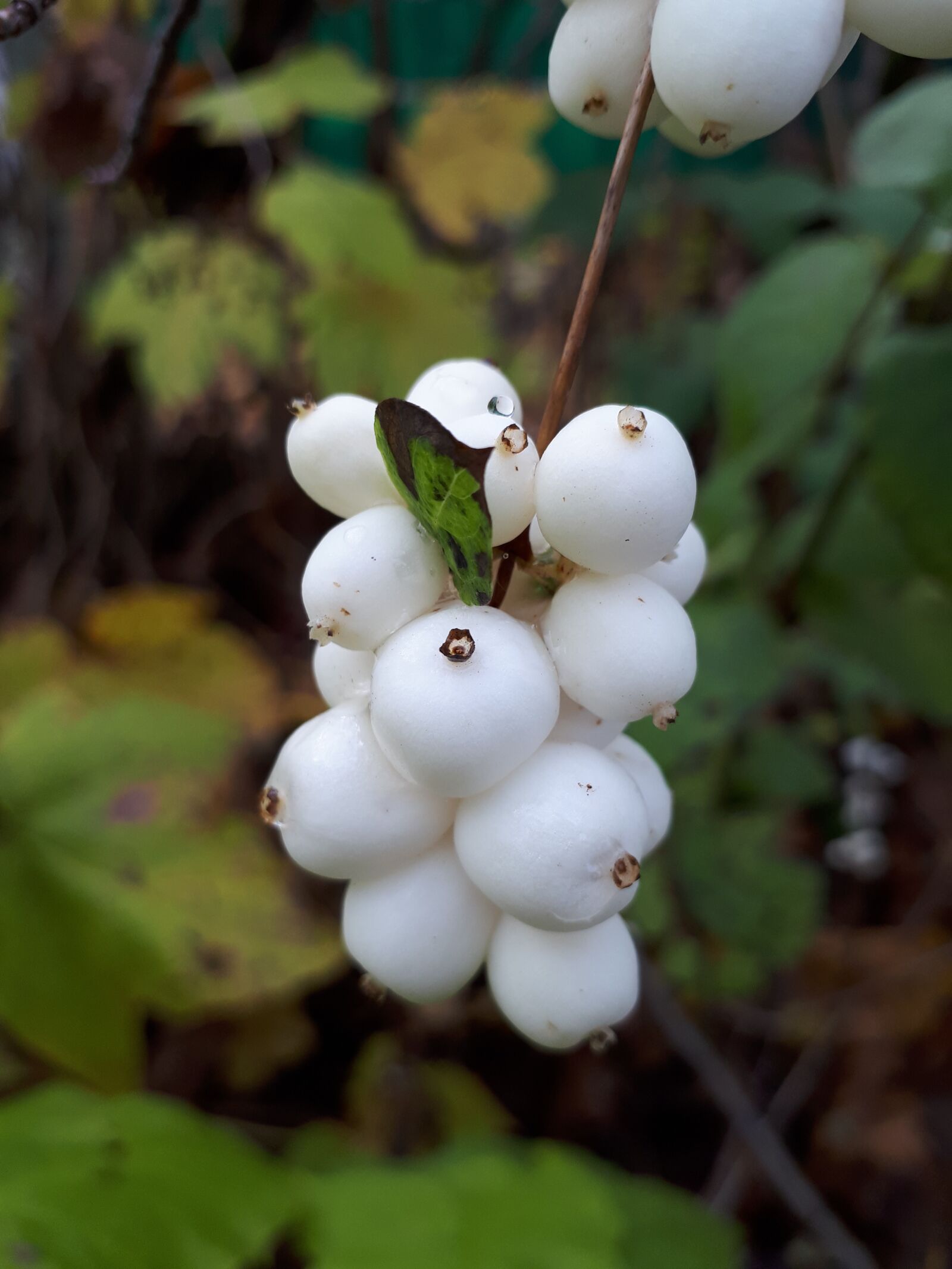 Samsung Galaxy A5(2017) sample photo. Berry, autumn, macro photography