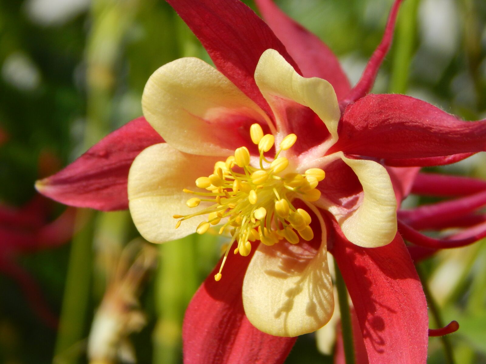 Nikon Coolpix L830 sample photo. Columbine, flower, summer flower photography