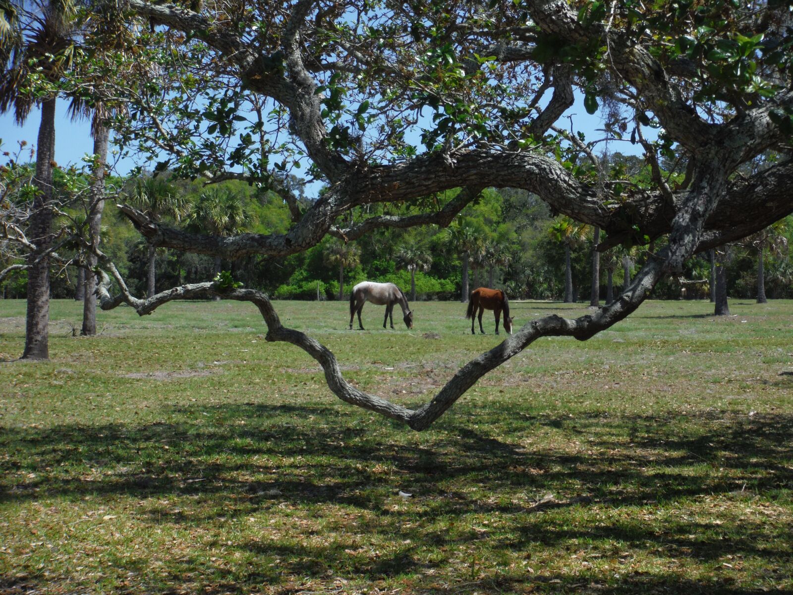 Fujifilm FinePix XP60 sample photo. Horse, wild, island photography