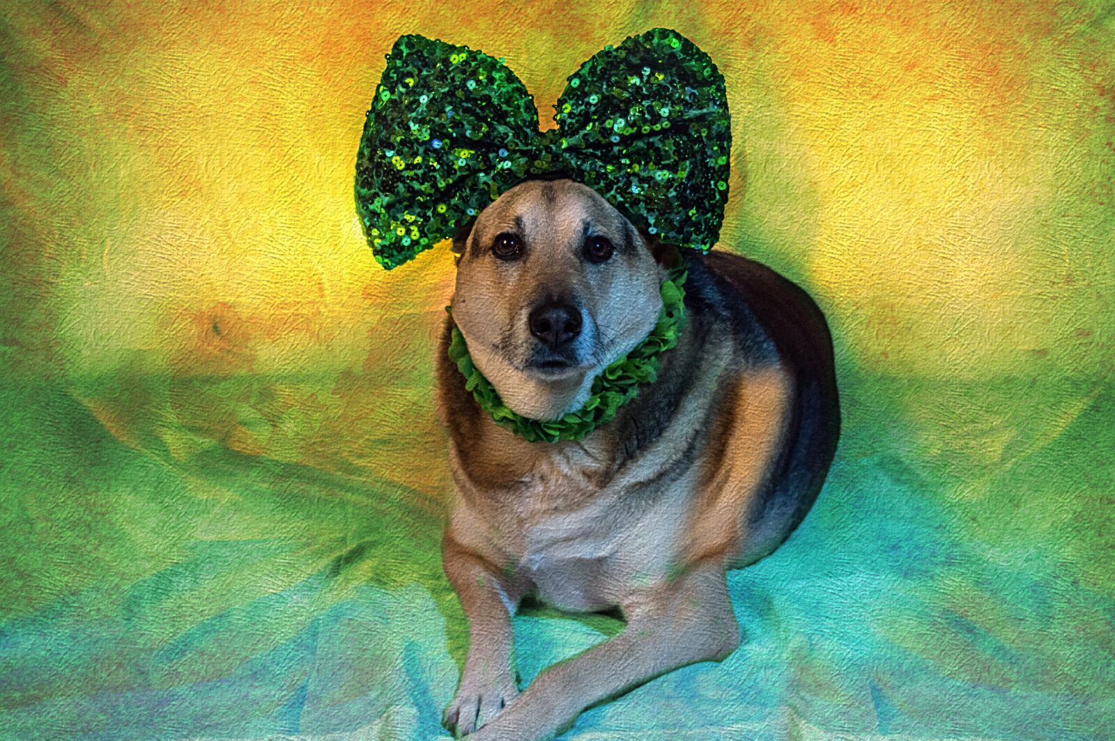 Nikon D3200 sample photo. Shepherd, green, patrick's day photography