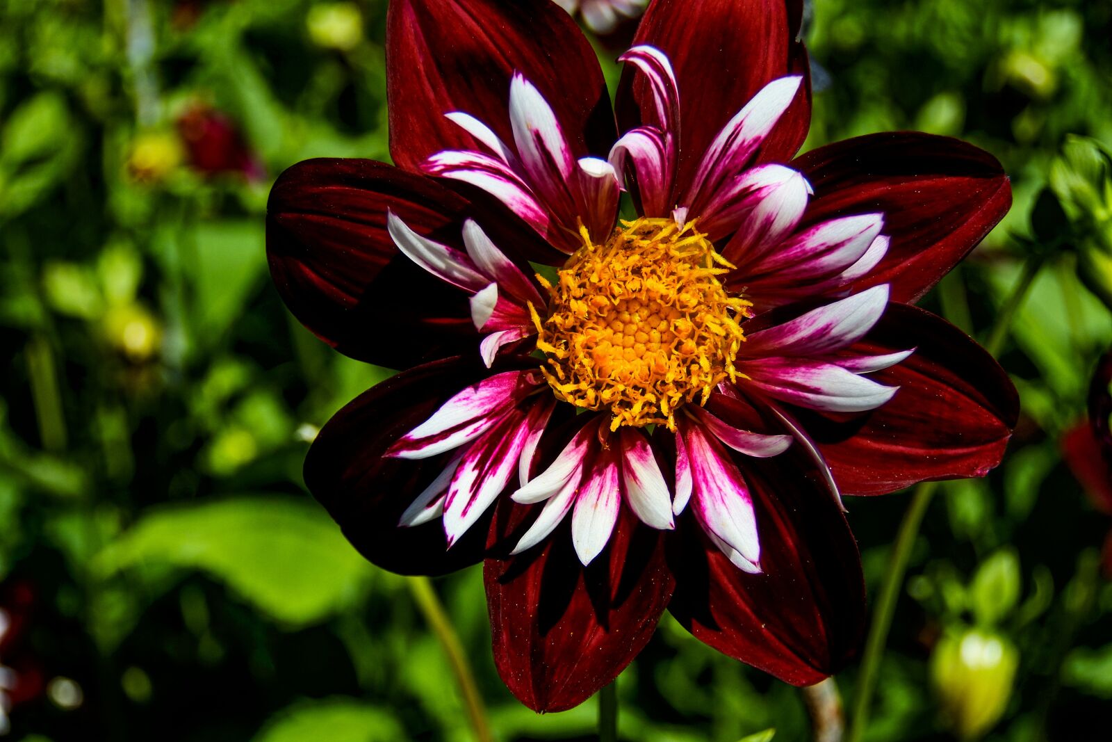 1 NIKKOR VR 10-100mm f/4-5.6 sample photo. Dahlia, flower, color photography