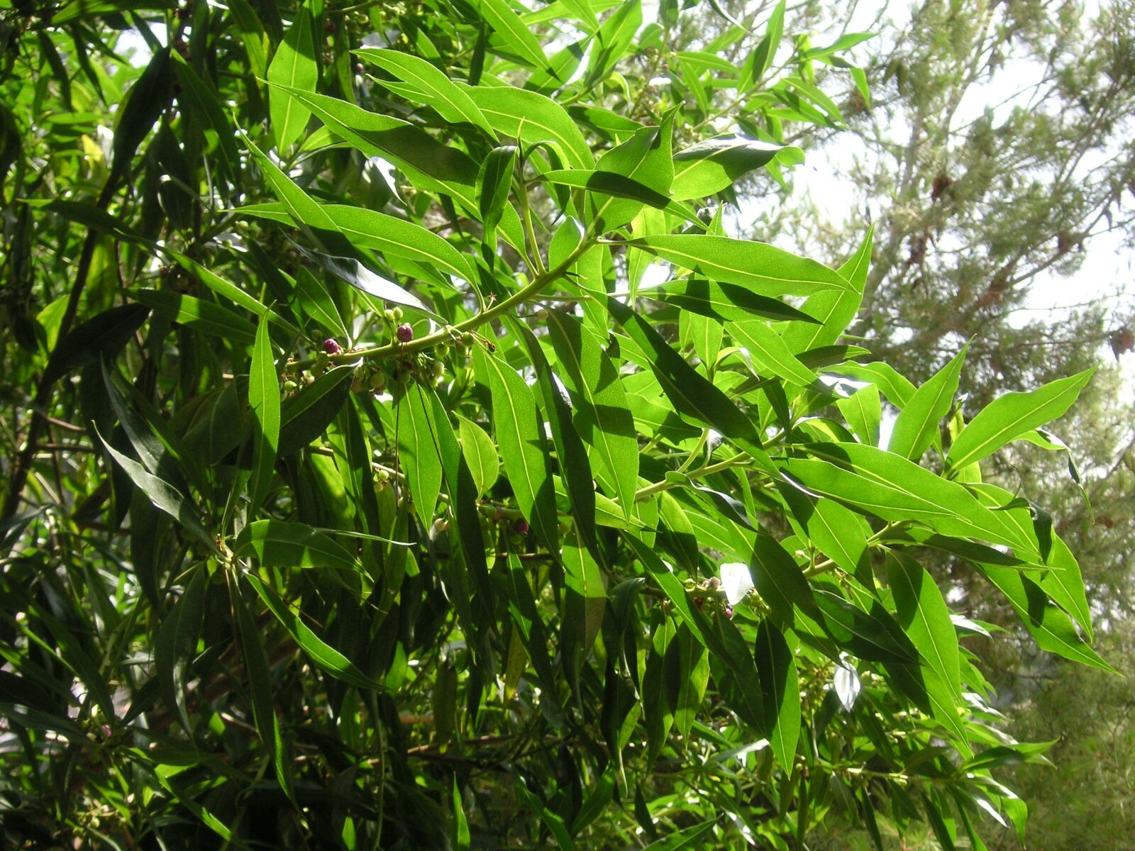 KONICA MINOLTA DiMAGE X50 sample photo. Shrub, greenery, leaves photography