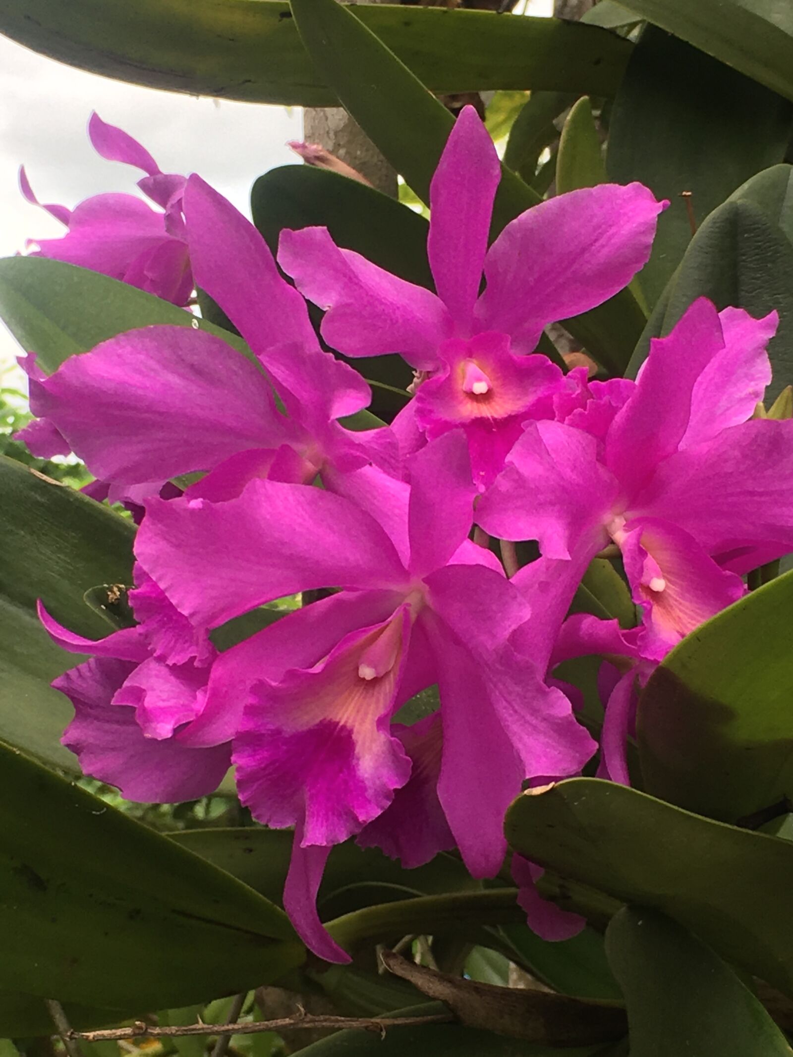 iPhone 6s Plus back camera 4.15mm f/2.2 sample photo. Vanda orchids, green leaves photography