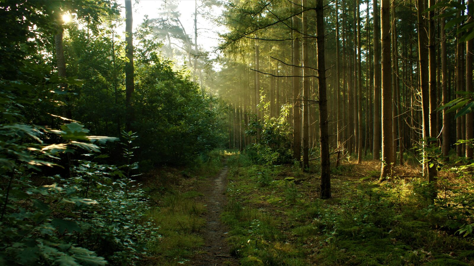 Sony Alpha DSLR-A350 sample photo. Mist, forest, sun rays photography