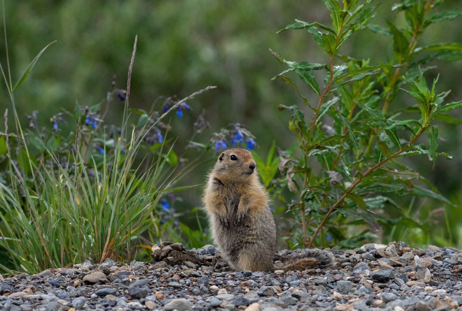 Nikon D7200 sample photo. Squirrel, arctic, ground photography