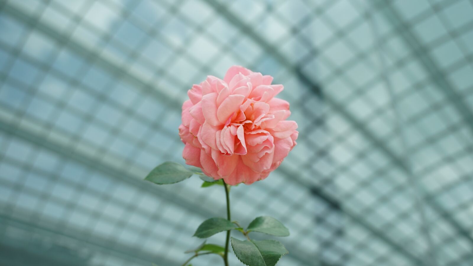 Sony Alpha a5000 (ILCE 5000) sample photo. Flower, nature, flora photography