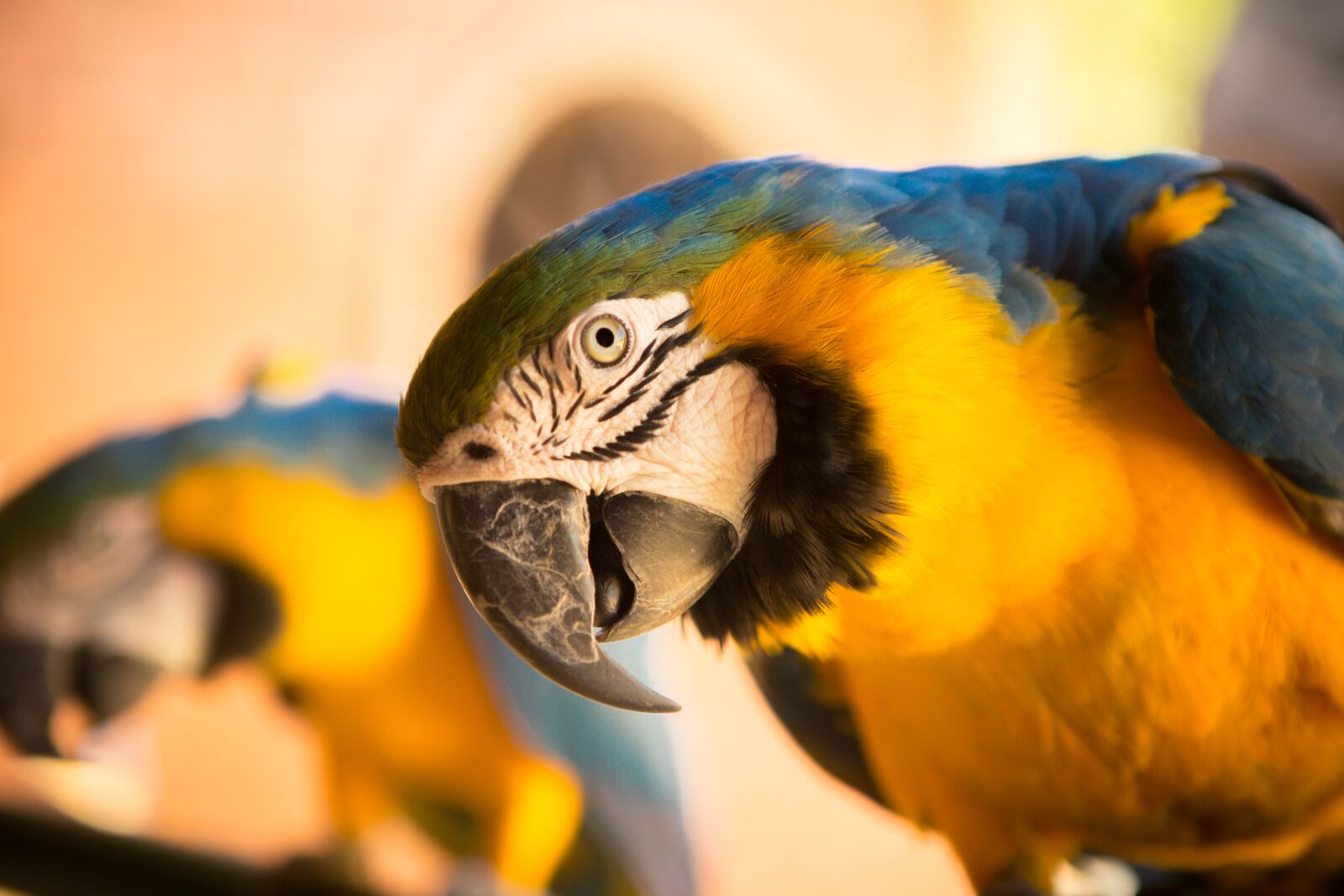 Canon EF 24-70mm F2.8L USM sample photo. Animal, bird, close-up photography