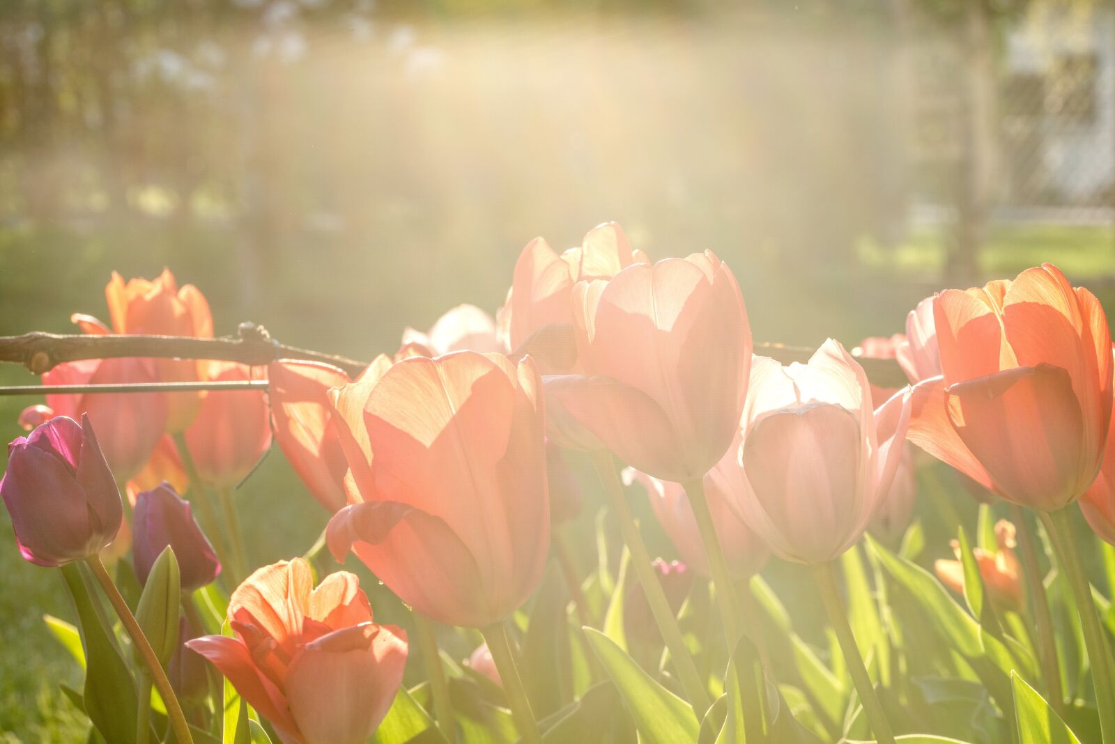 Nikon D750 sample photo. Backlighting, evening sun, tulips photography
