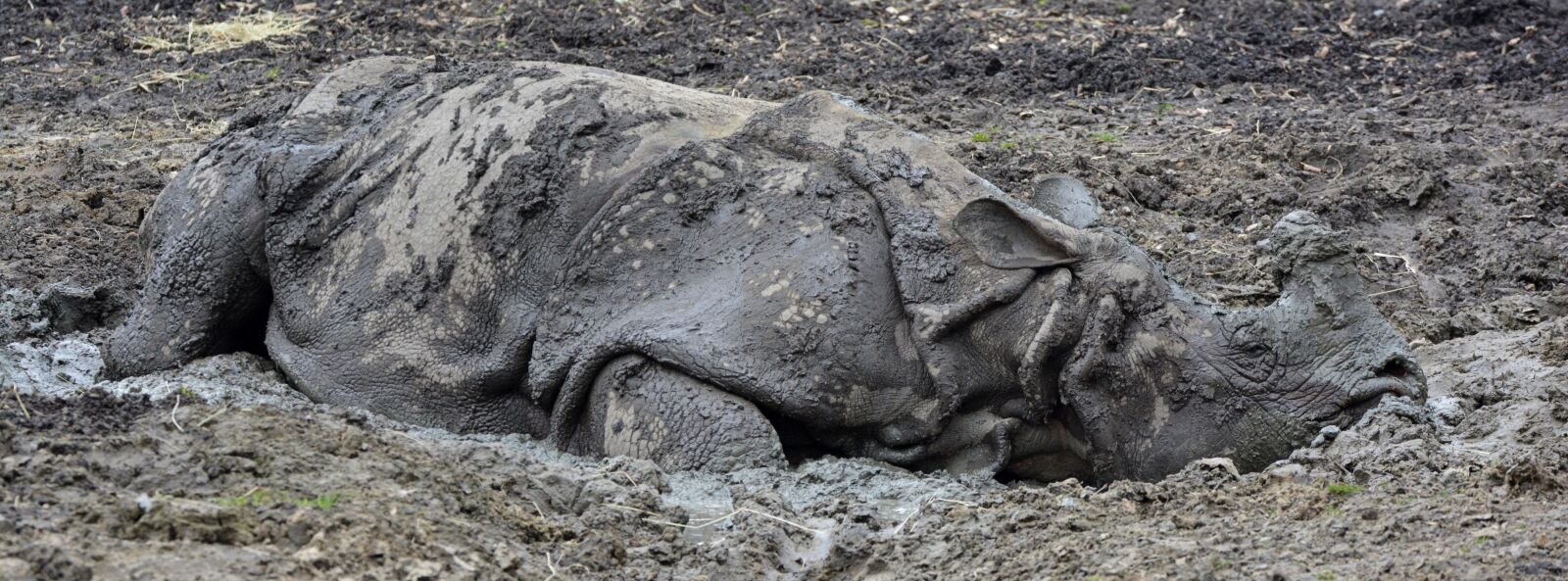 Nikon D5200 sample photo. Rhino, mud, animal photography