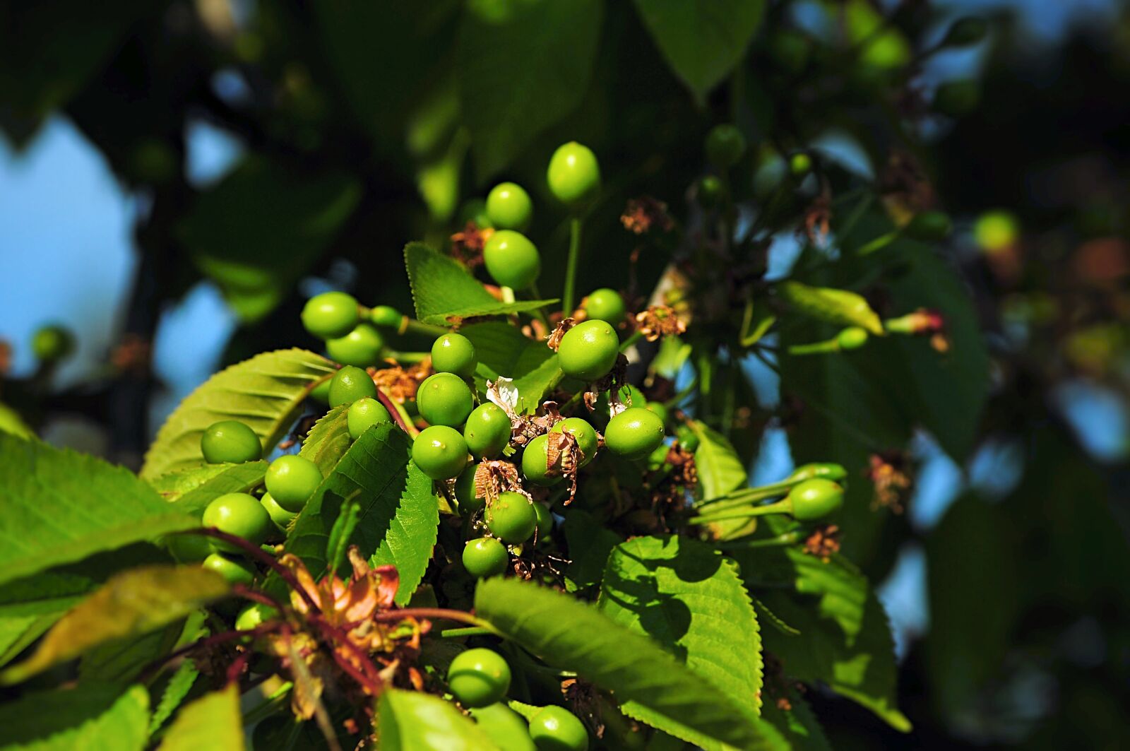 Nikon D90 sample photo. Unripe cherries, tree, fruit photography