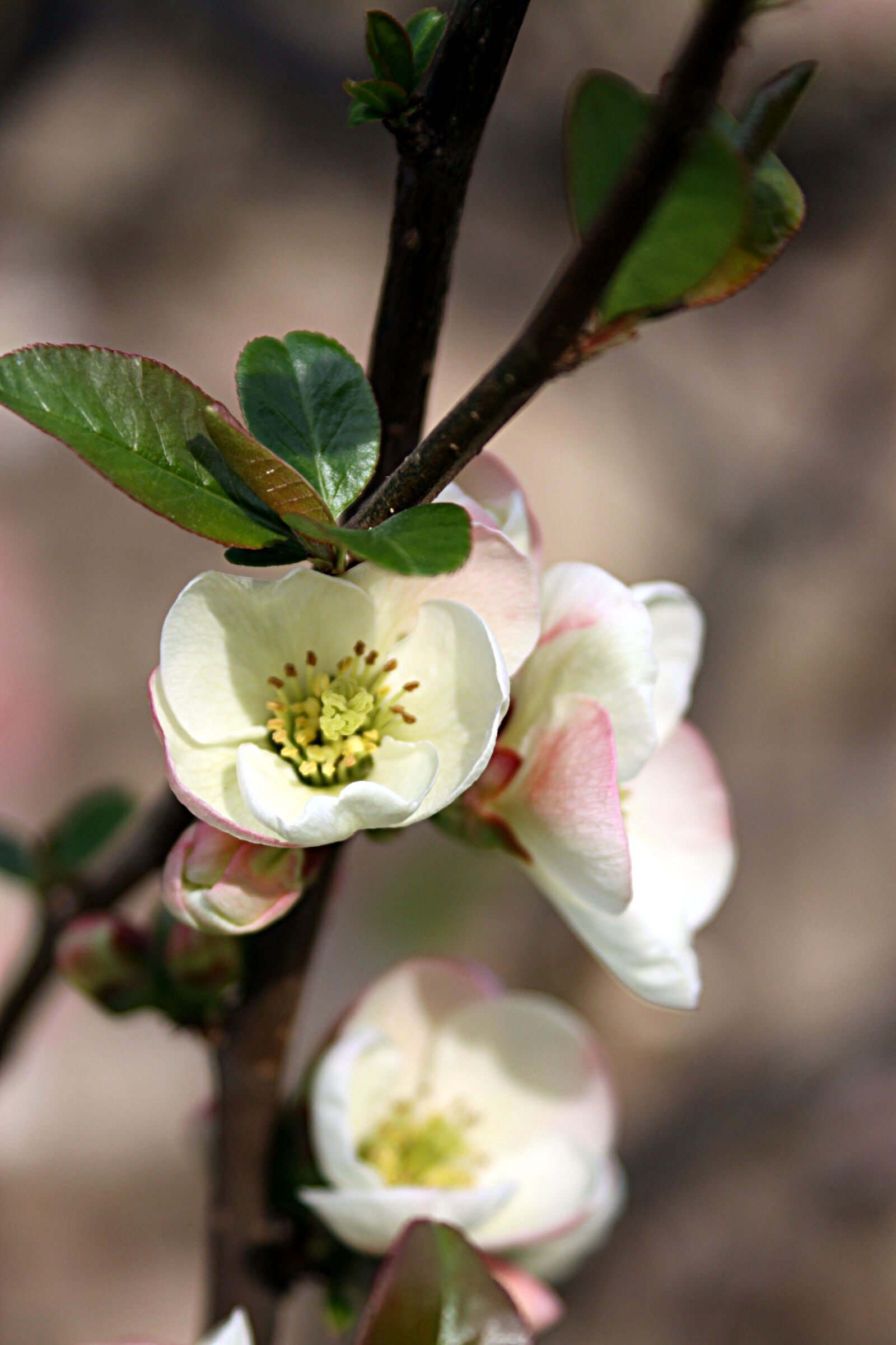 Canon EOS 50D sample photo. Flowers, flowering tree, spring photography