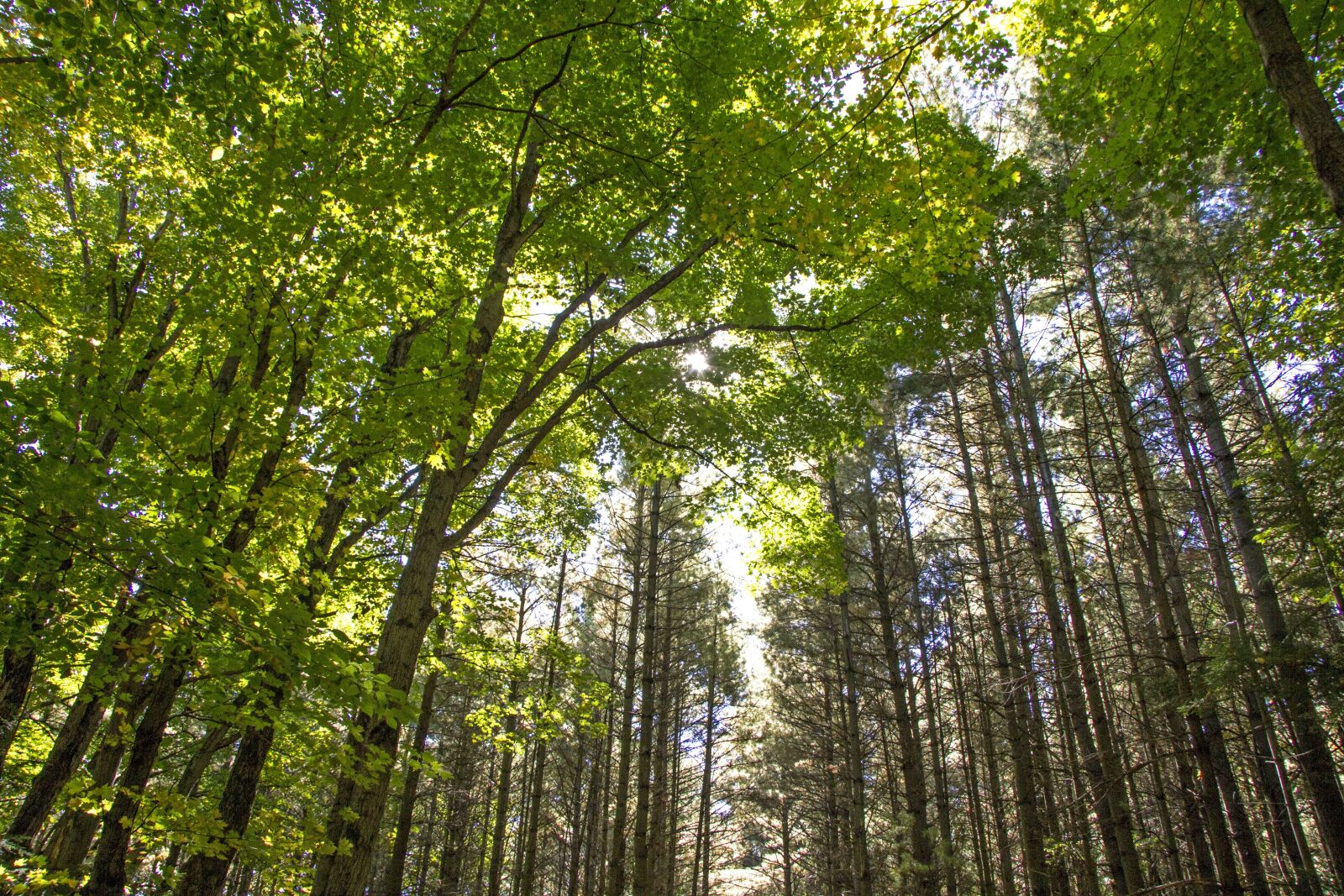 Canon EF-S 17-85mm F4-5.6 IS USM sample photo. Wood, nature, landscape photography