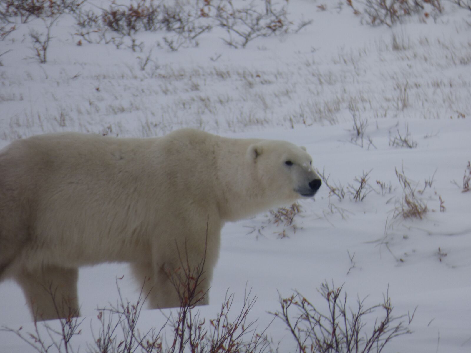 Panasonic Lumix DMC-FZ70 sample photo. The polar bear, polar photography