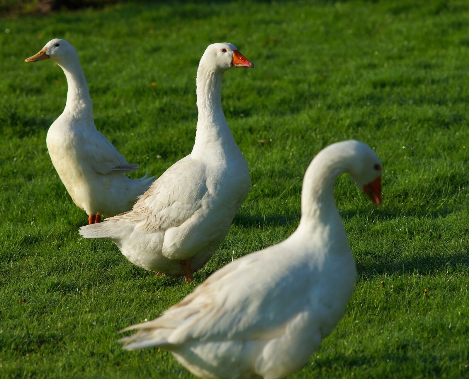 Sony a99 II + Minolta AF 200mm F2.8 HS-APO G sample photo. Geese, guards, watch photography