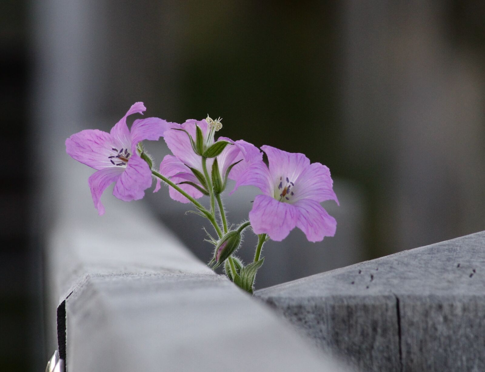 Canon EOS 600D (Rebel EOS T3i / EOS Kiss X5) sample photo. Bloom, flowers, nature photography