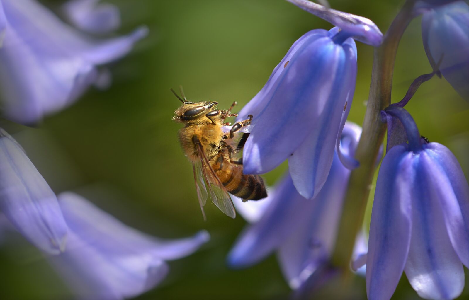 Nikon D7000 sample photo. Bee, flowers, insect photography