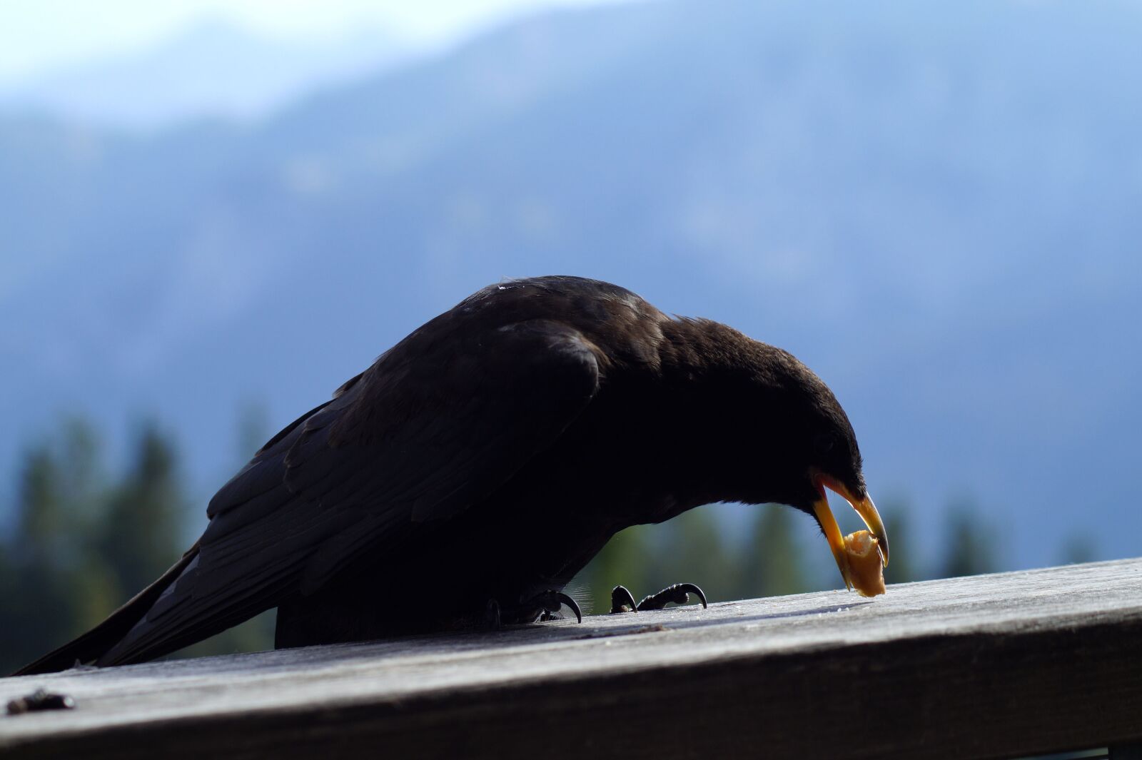 Sony SLT-A58 sample photo. Bergdohle, bird, chough photography